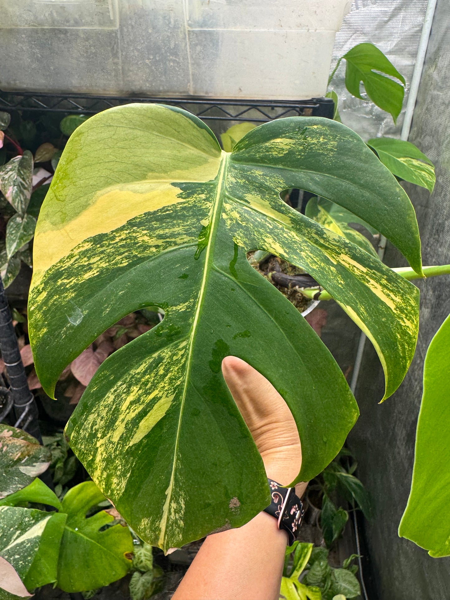 *EXACT PLANT* Monstera deliciosa Aurea variegated