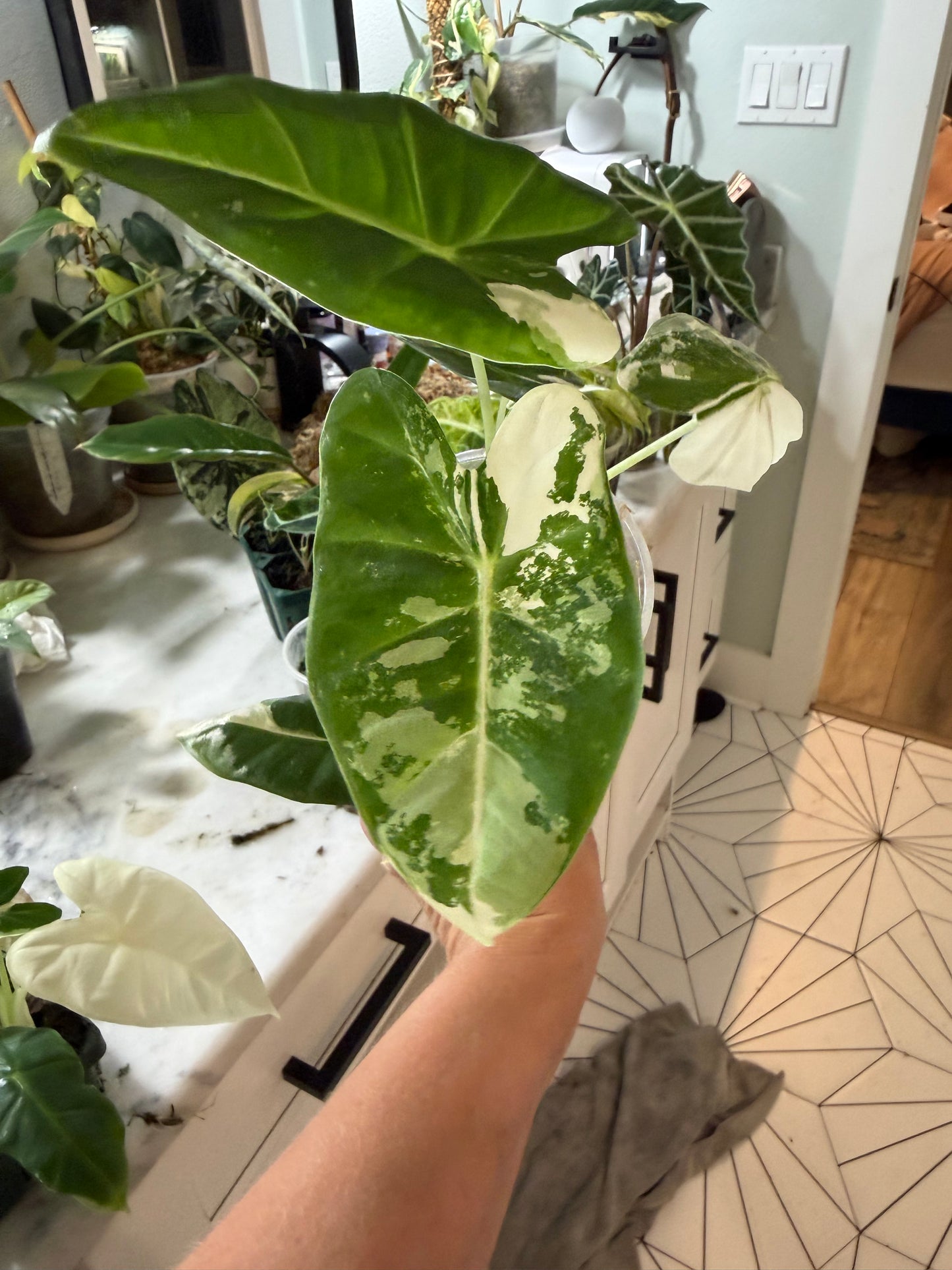 *EXACT PLANT* Variegated Frydek