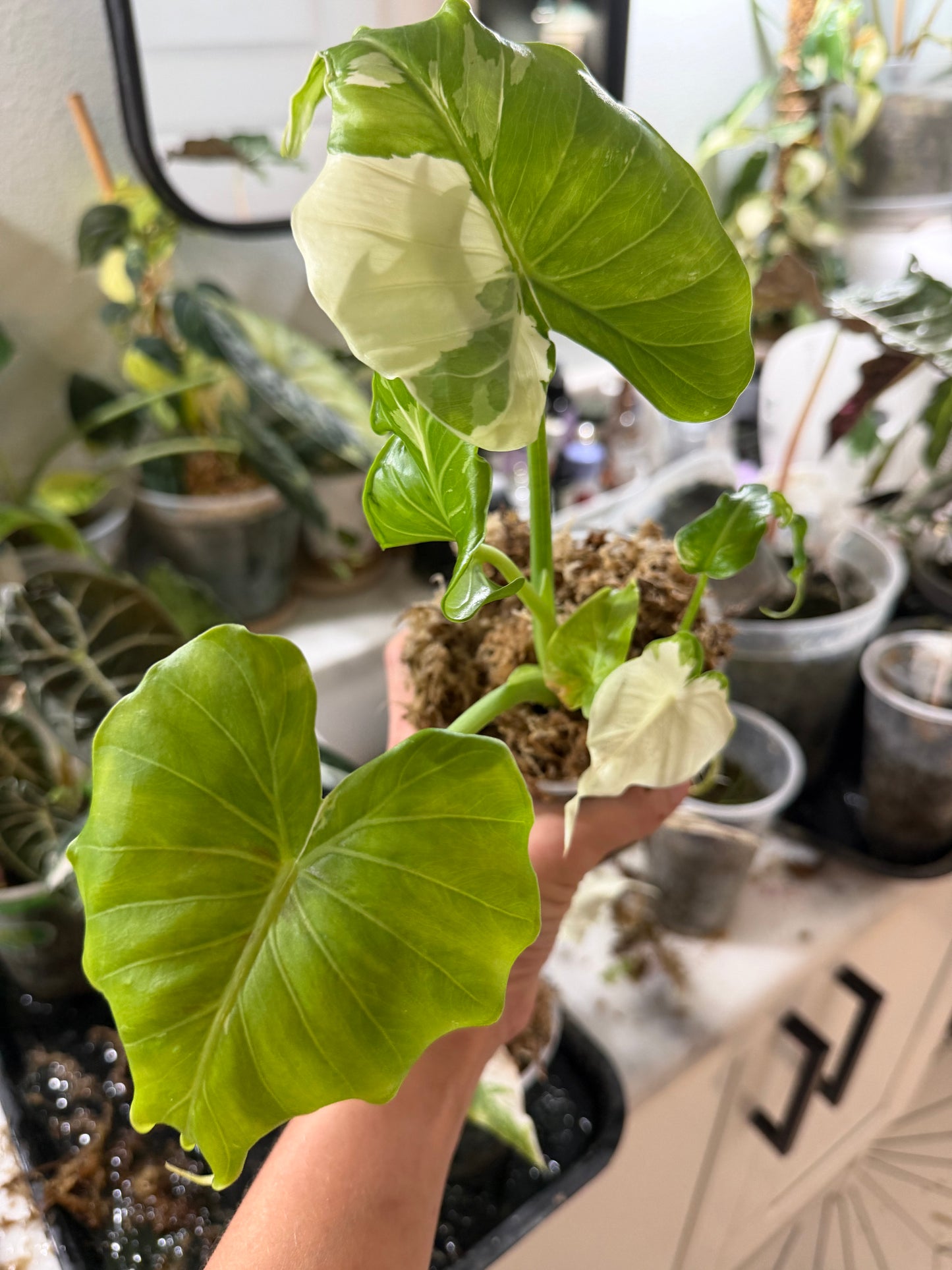 Alocasia Odora albo variegated Stunning *EXACT PLANT*