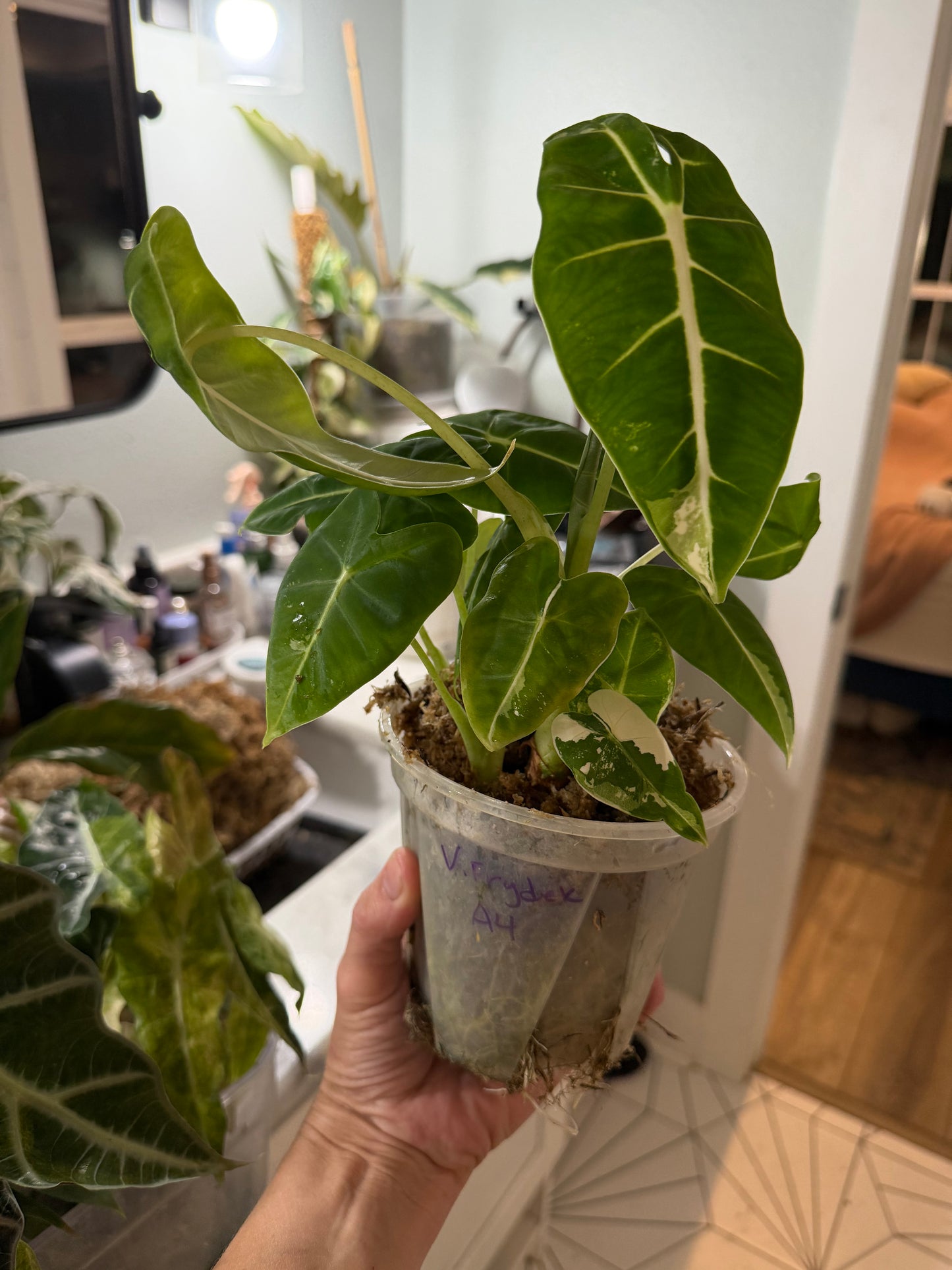 *EXACT PLANT* Variegated Frydek Alocasia Corming size