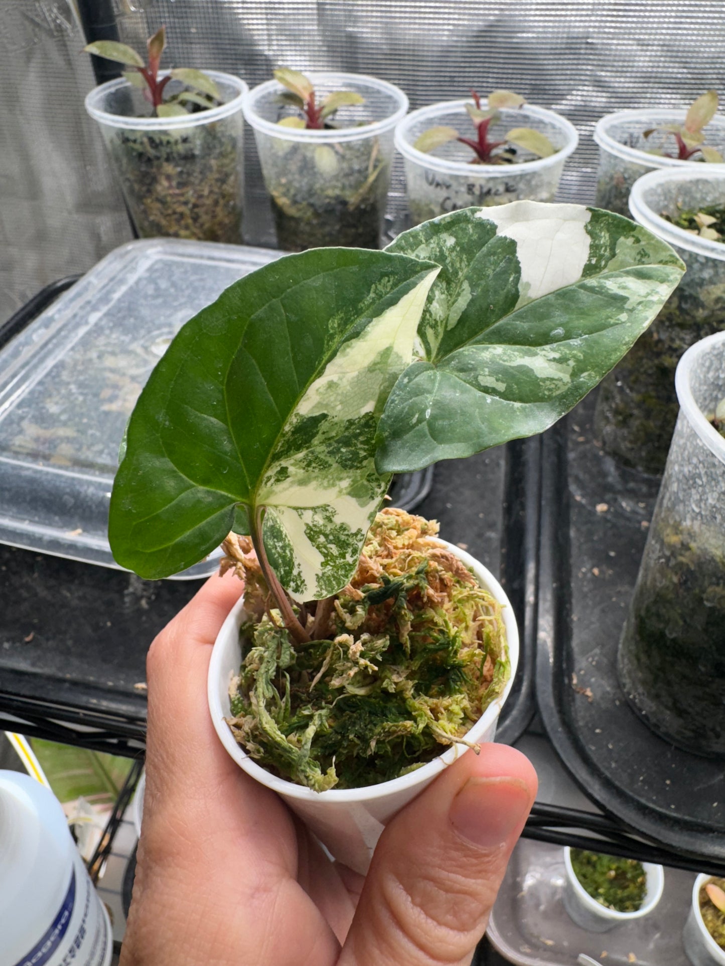 Baby Syngonium Albo