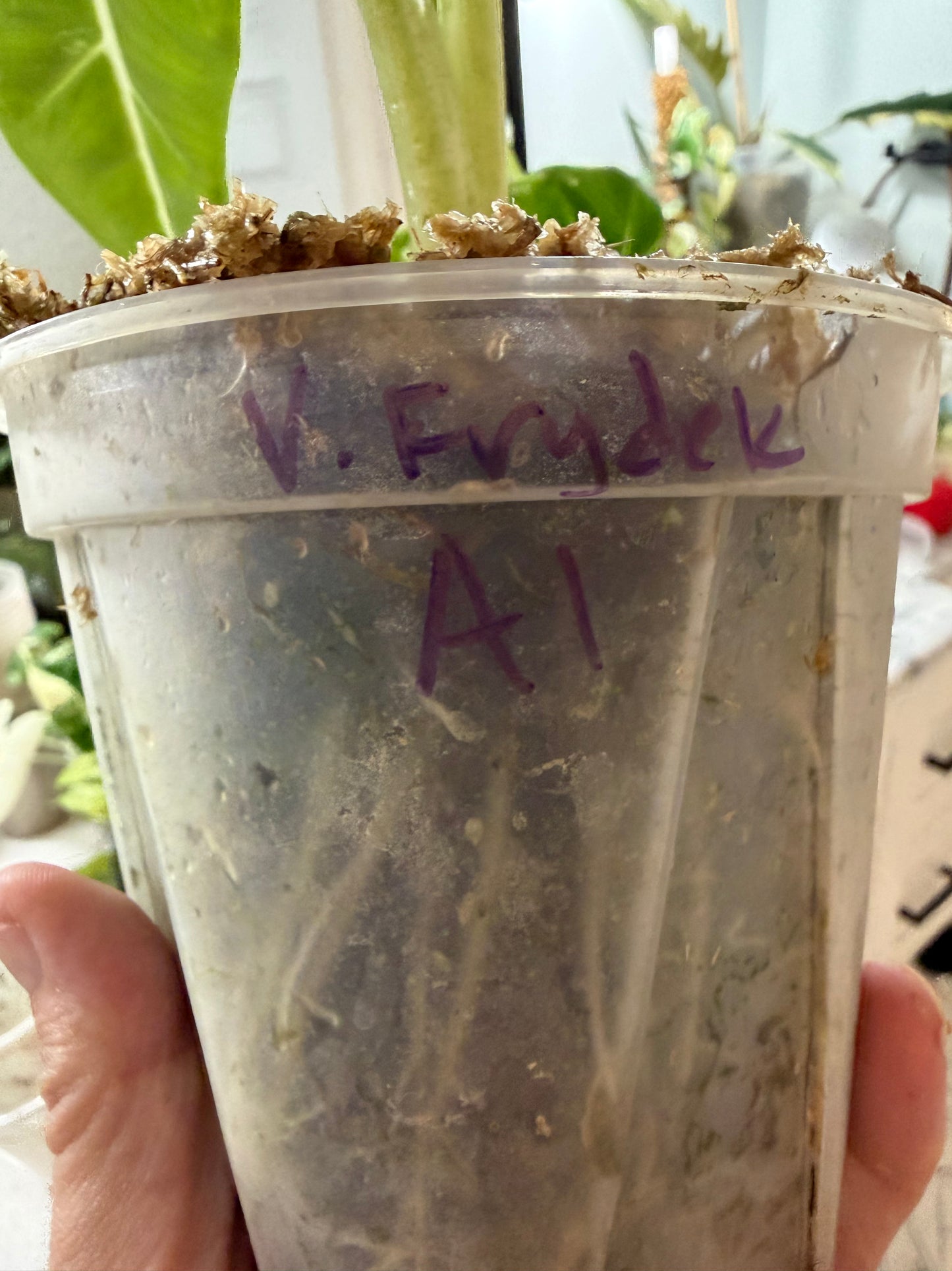 *EXACT PLANT* Variegated Frydek Alocasia Corming size