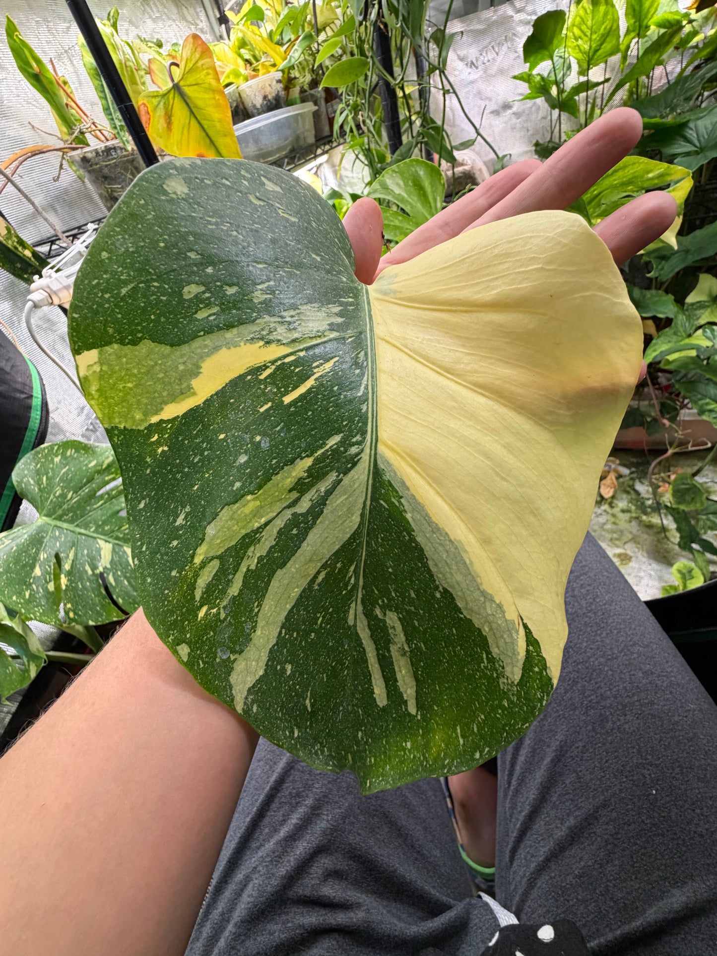 *EXACT PLANT* Monstera deliciosa "Thai Constellation”