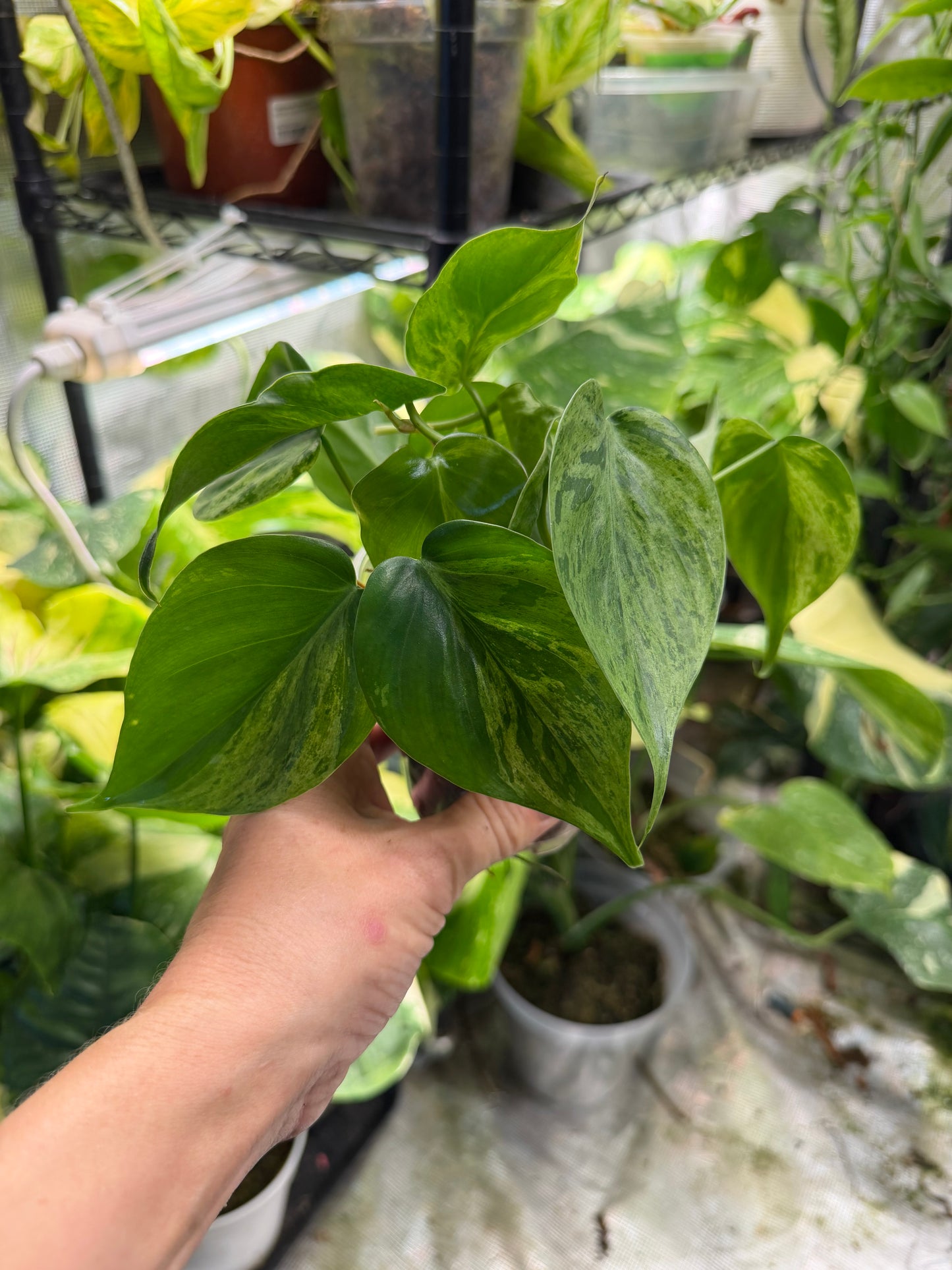 Philodendron hederaceum (Heartleaf Philodendron) – Fully Rooted Live Plant