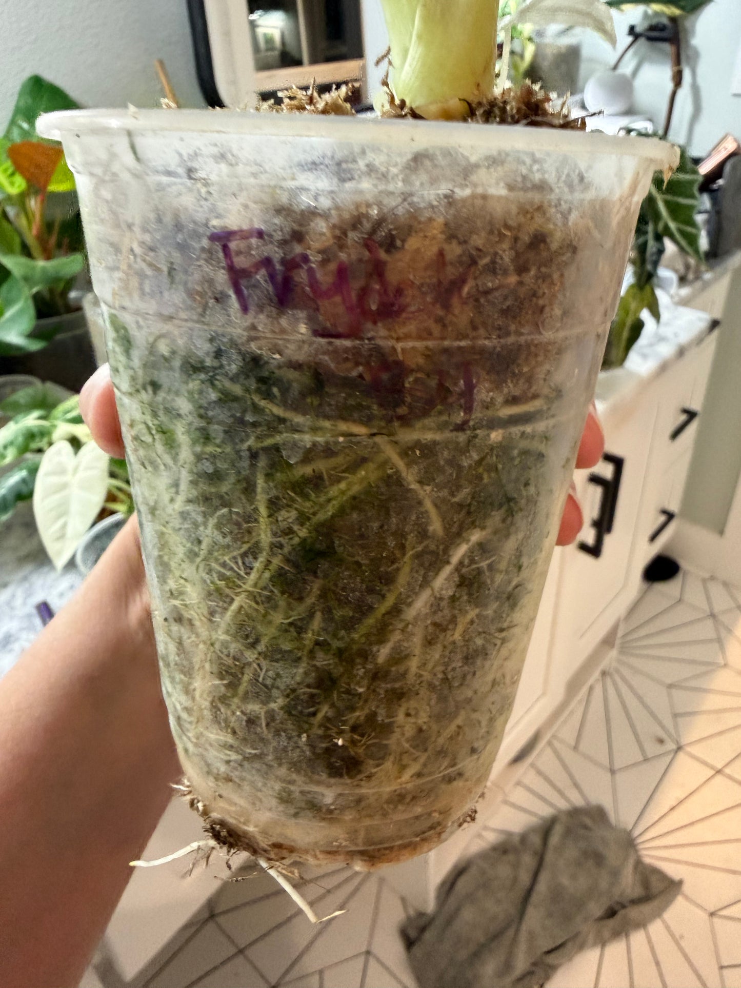 *EXACT PLANT* Frydek Alocasia Corming size