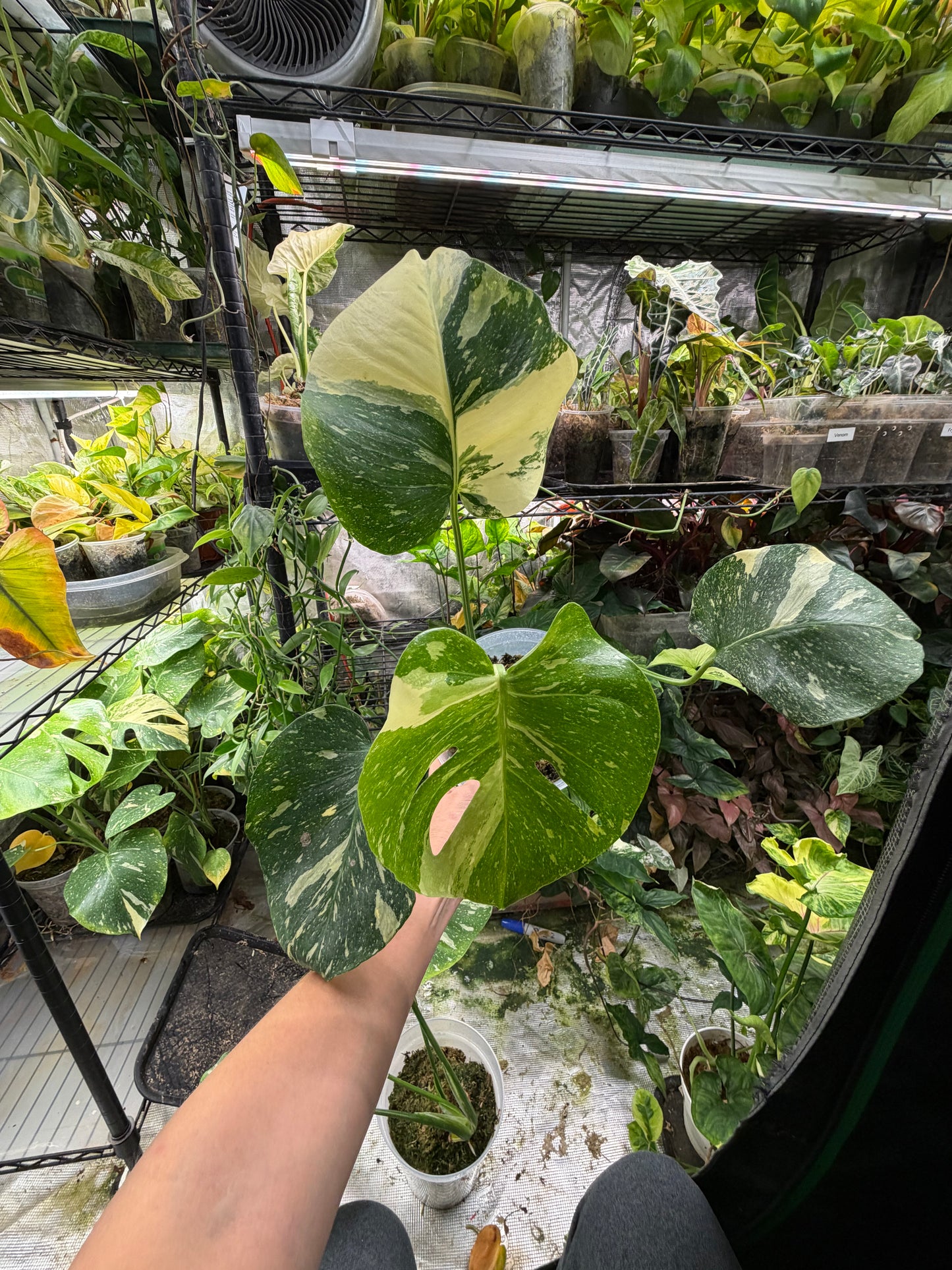 *EXACT PLANT* Monstera deliciosa "Thai Constellation”