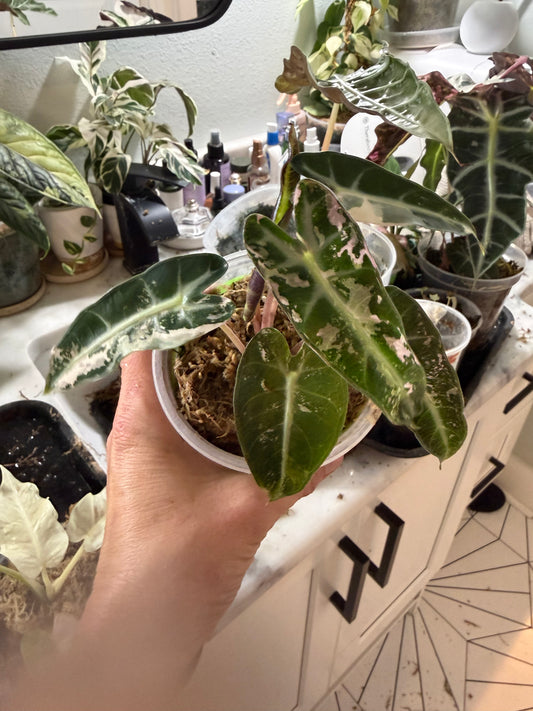 *EXACT PLANT* Variegated Pink Bambino Alocasia Corming size