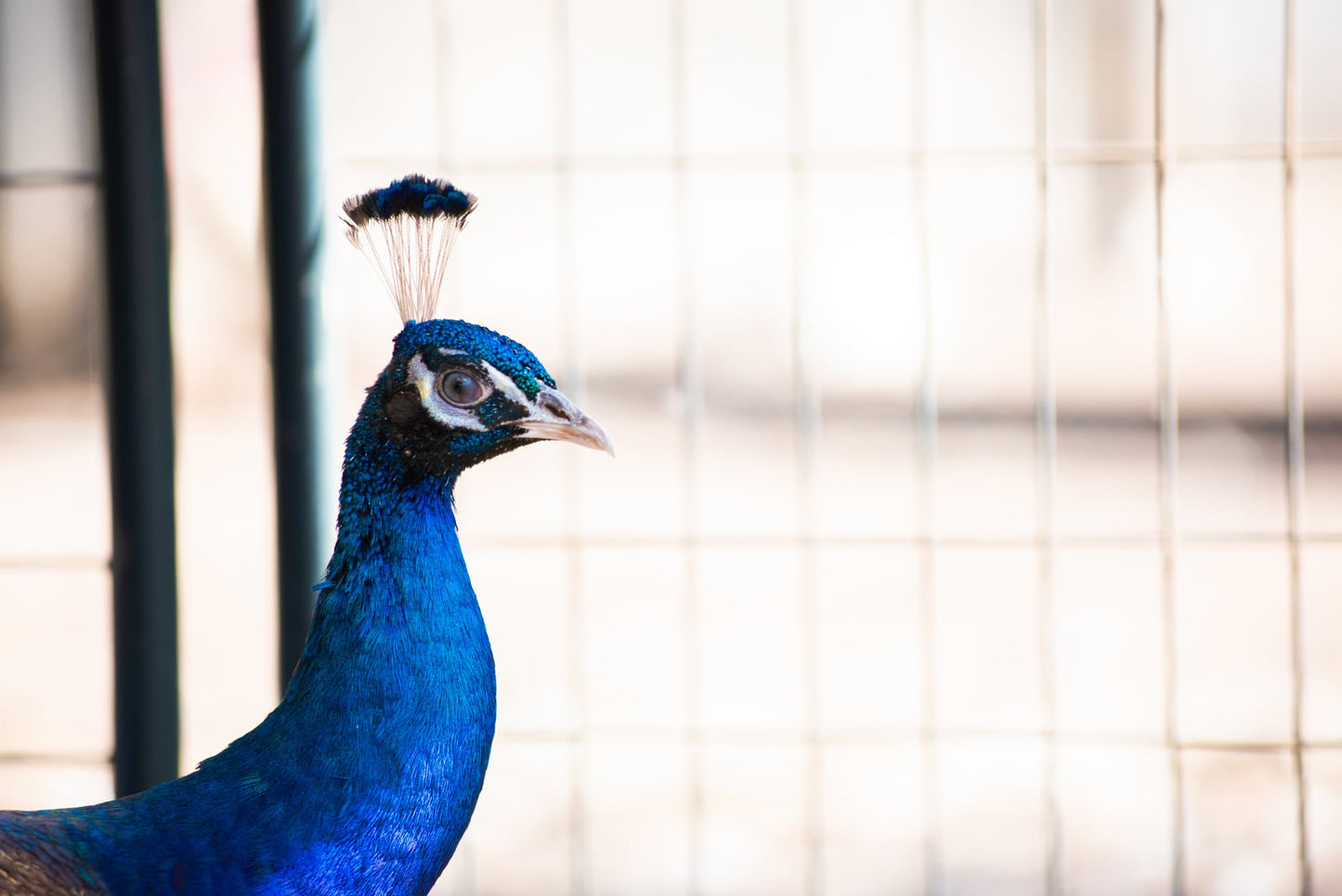 PURPLE Peafowl Hatching Eggs