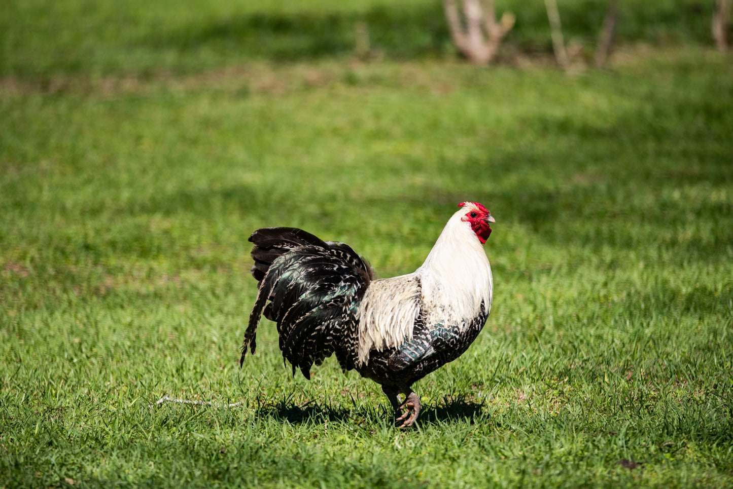 Silver Deathlayer Hatching Eggs