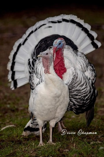 Royal Palm Heritage Turkey Hatching Eggs (with chance of recessive slate) NPIP AI