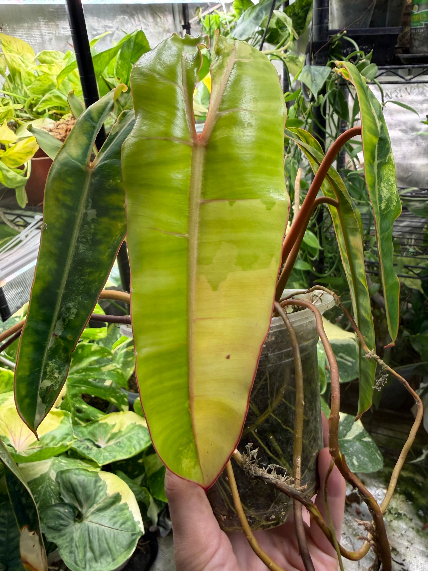 Exact plant* Philodendron Billietiae (Billie) Variegated