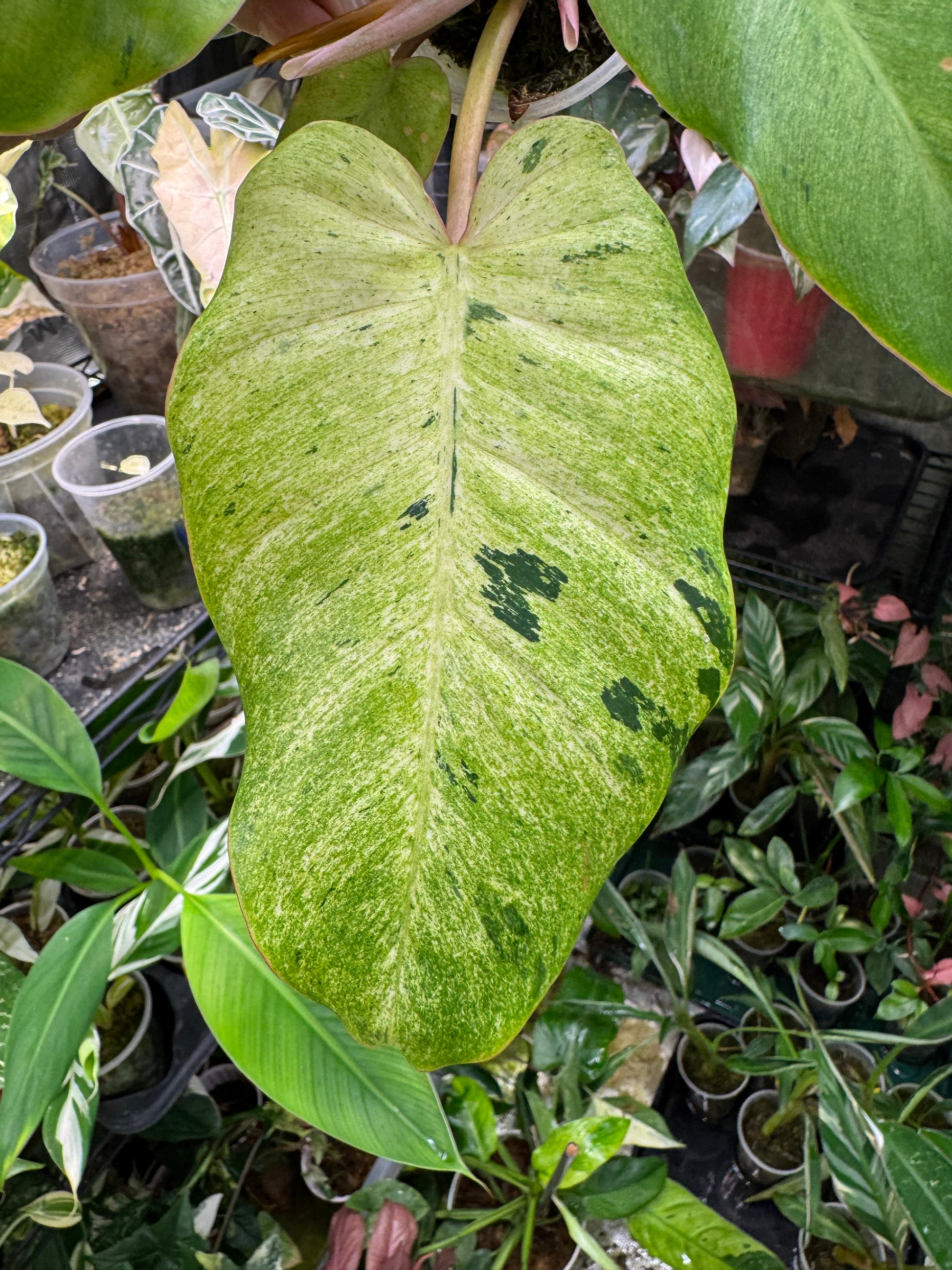 philodendron snowdrift variegated EXACT PLANT* Philodendron Snowdrift Variegated – Akers Farm
