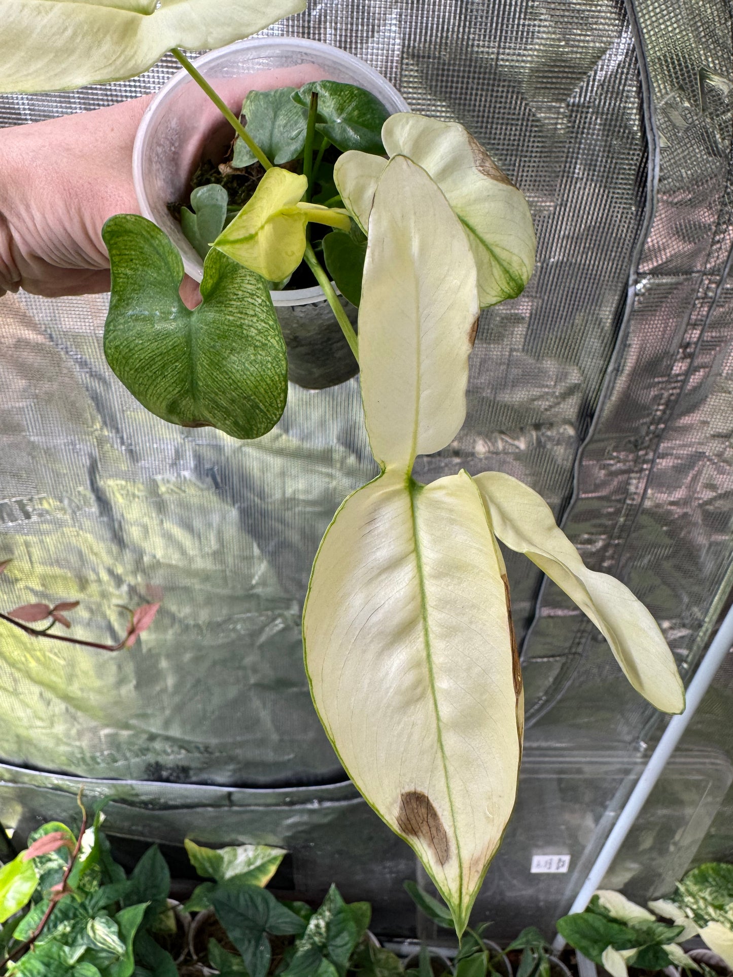 *EXACT PLANT* MINT GOELDII Philodendron. Extremely rare plant!