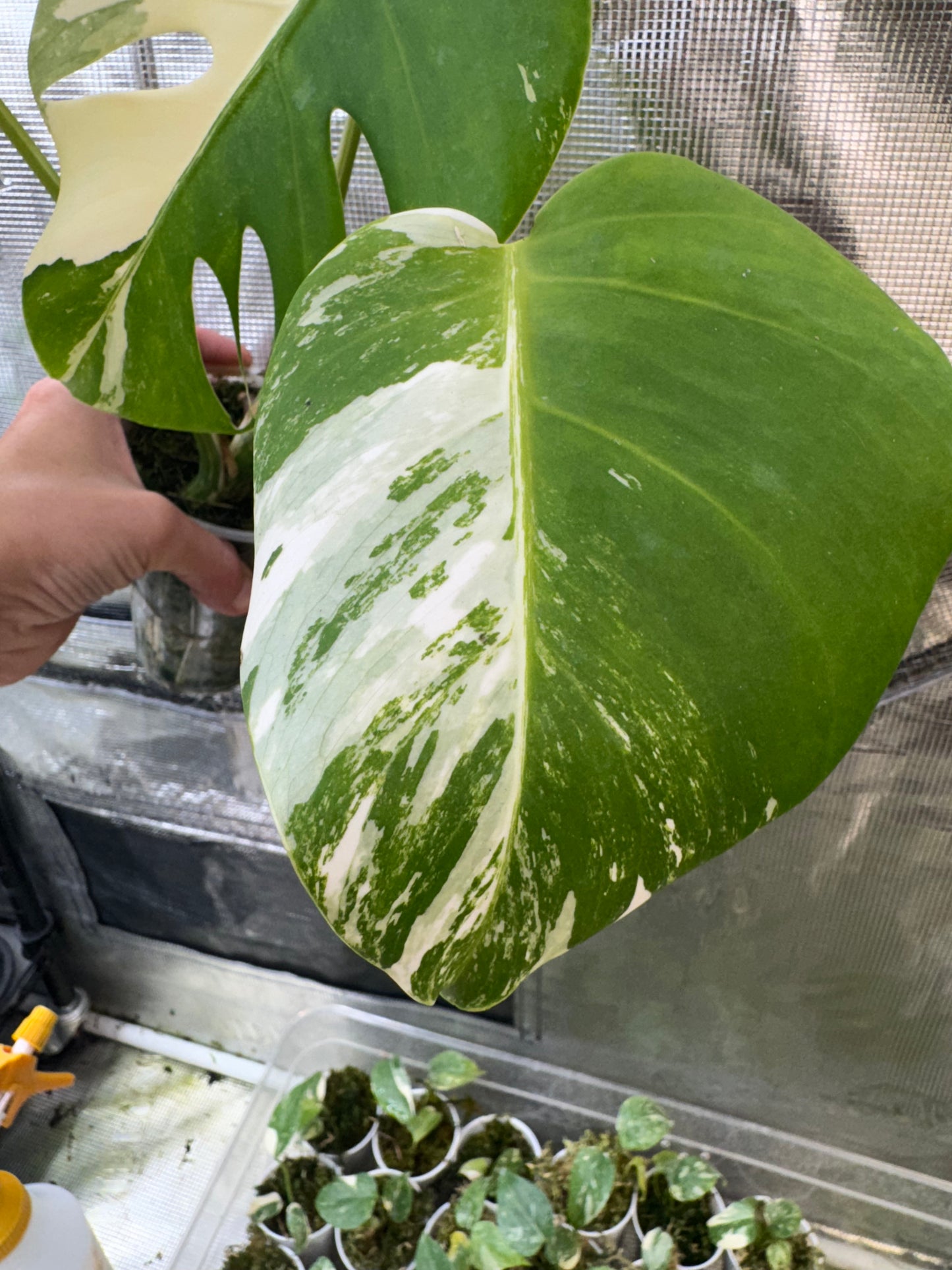 Monstera deliciosa "Albo Variegata"