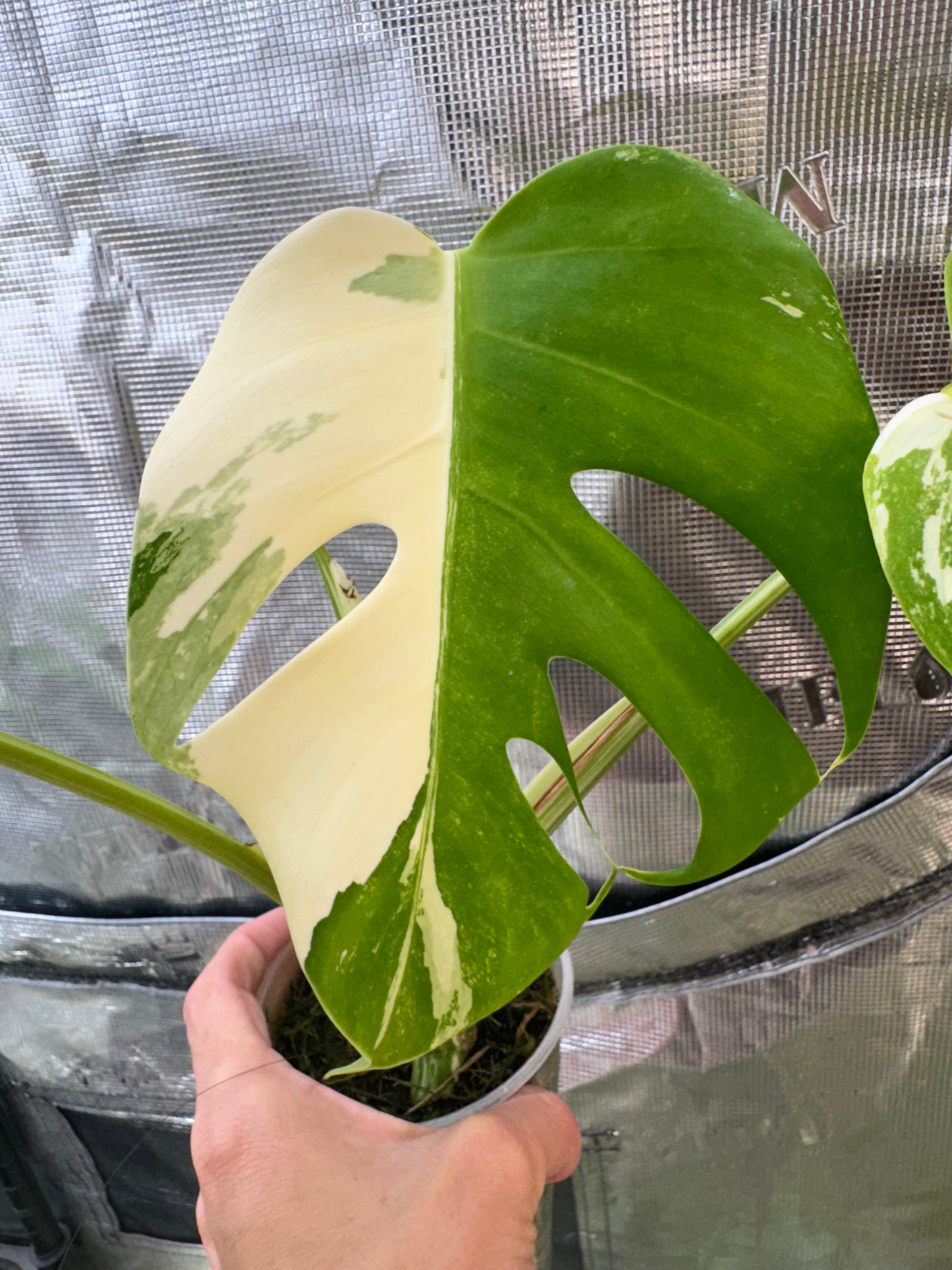 Monstera deliciosa "Albo Variegata"