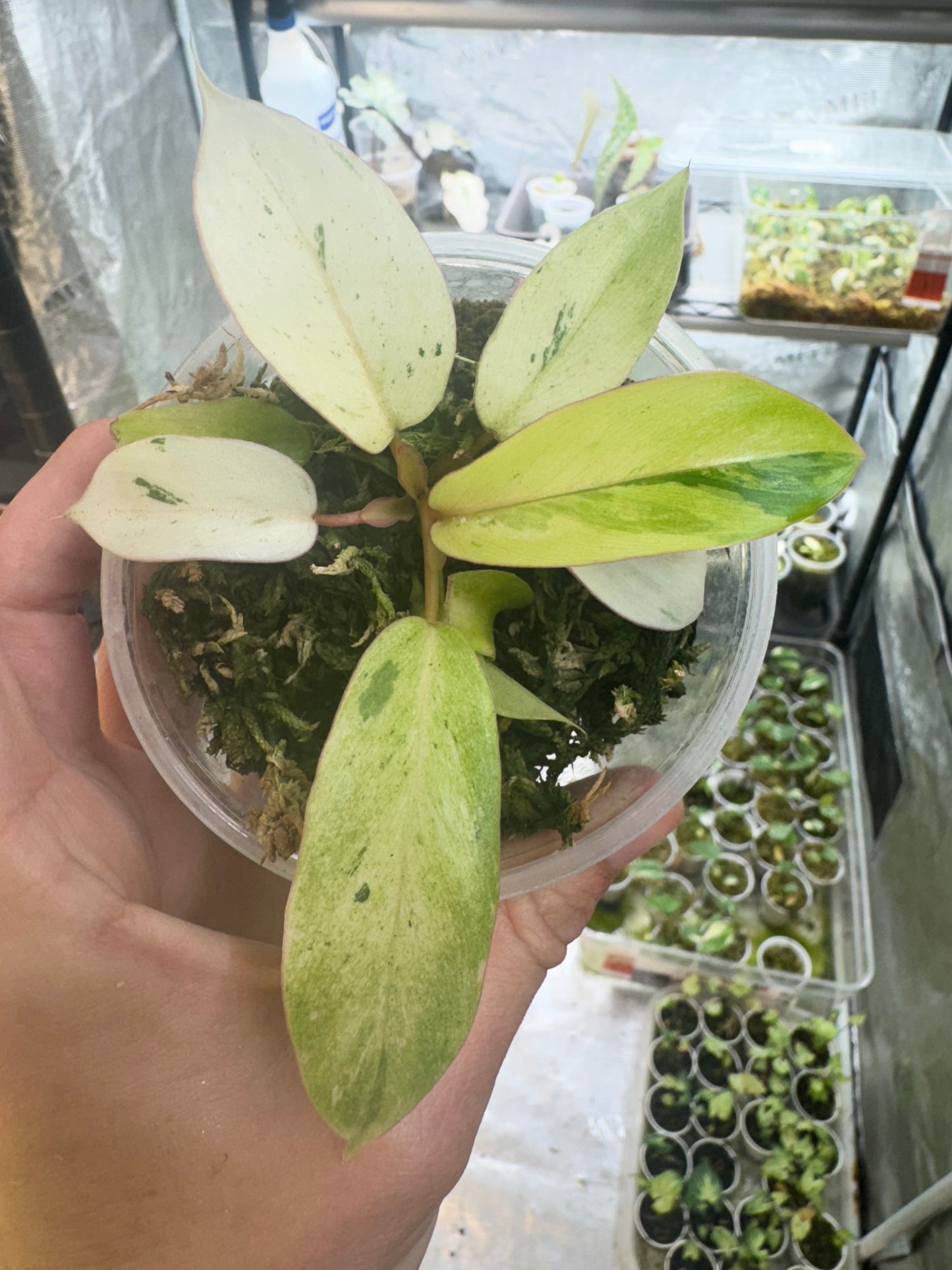 Philodendron Snowdrift Variegated