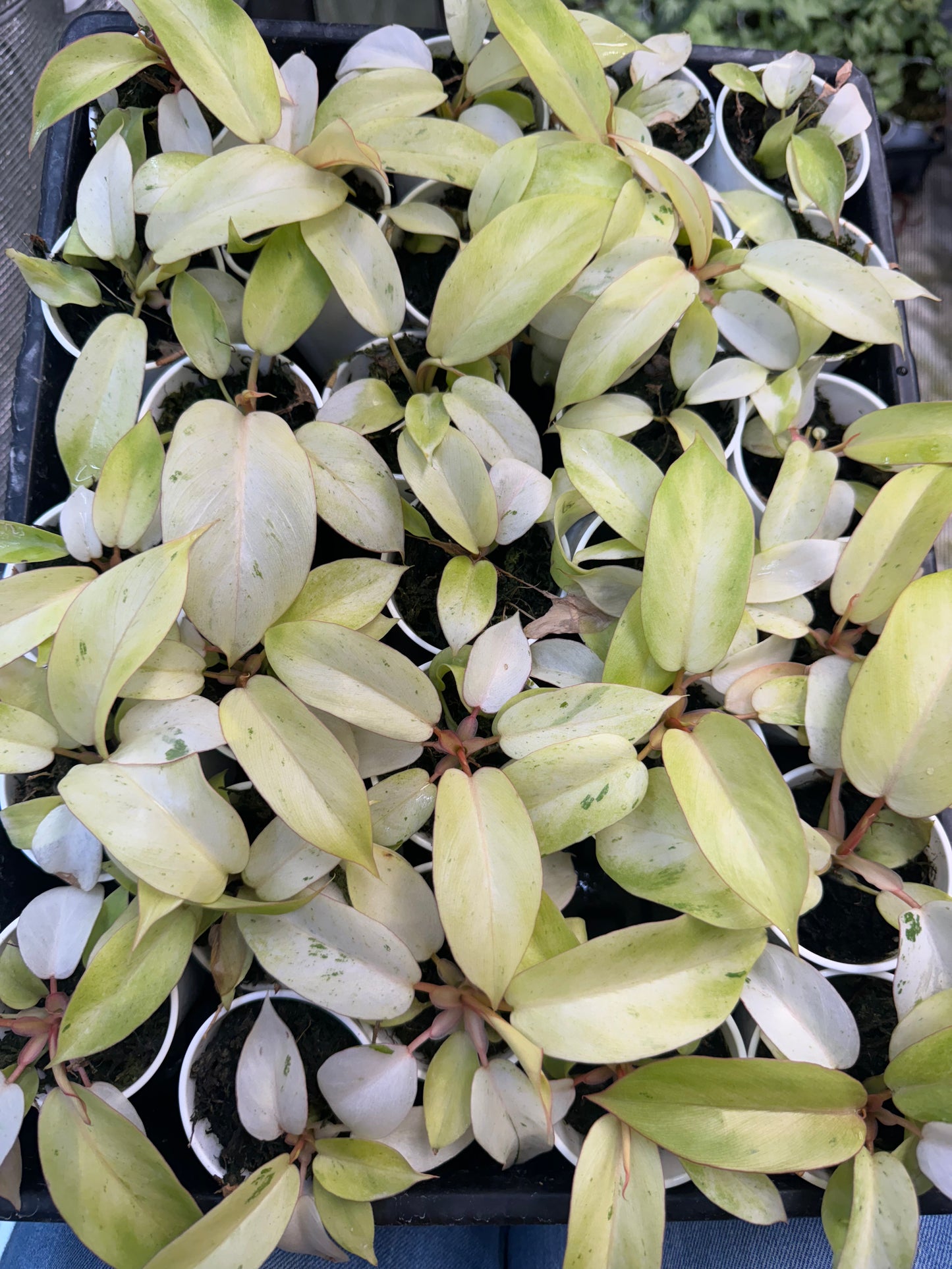 Philodendron Snowdrift Variegated