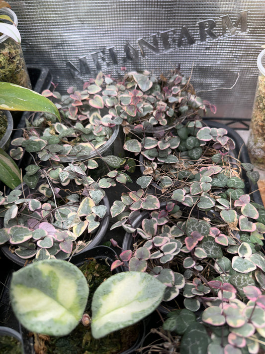 Variegated string of hearts starter plant