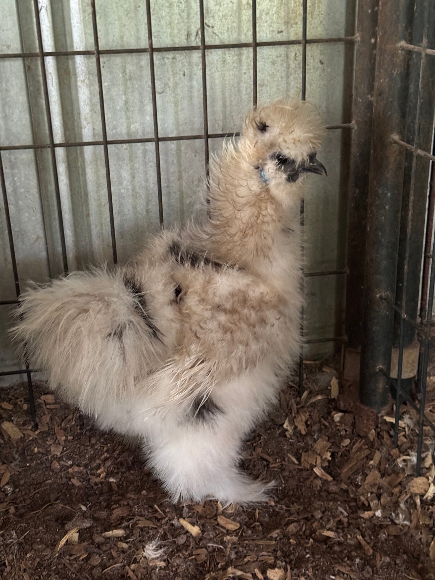 Silkie Hatching Eggs BLACK/PAINT, frizzle possible NPIP & AI
