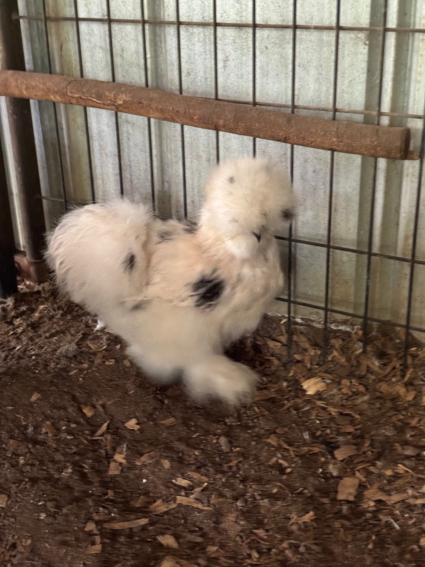 Silkie Hatching Eggs BLACK/PAINT, frizzle possible NPIP & AI