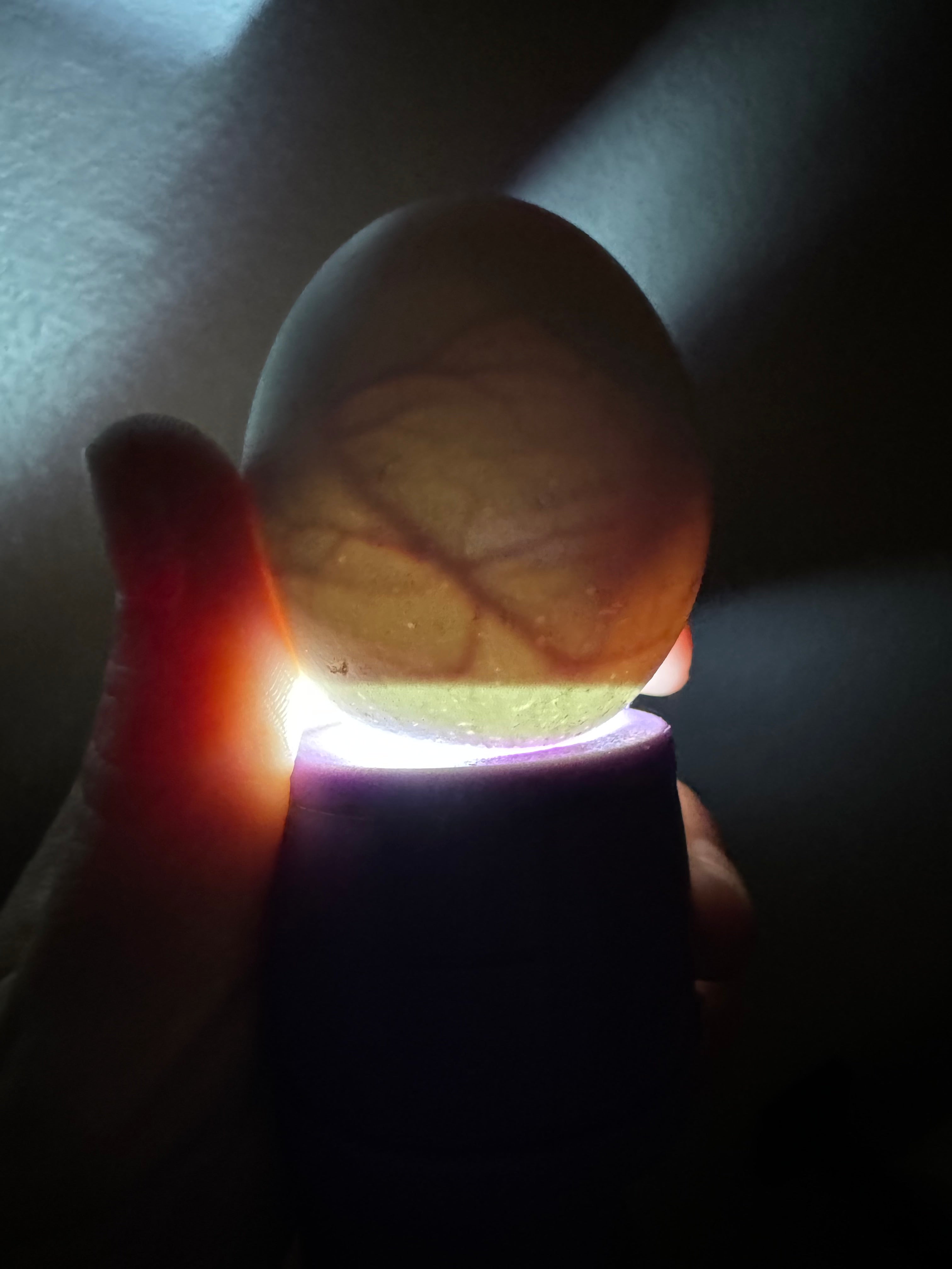 Load video: Candling your Hatching Eggs