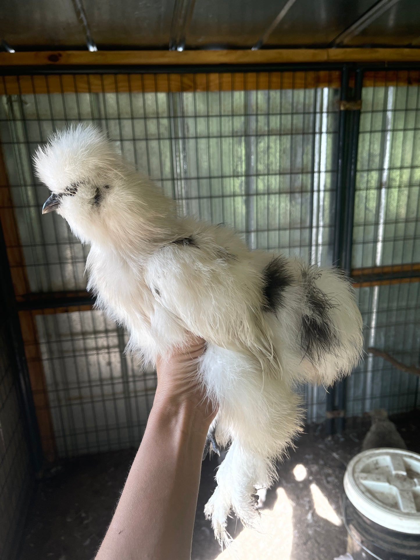 Silkie Hatching Eggs BLACK/PAINT, frizzle possible NPIP & AI