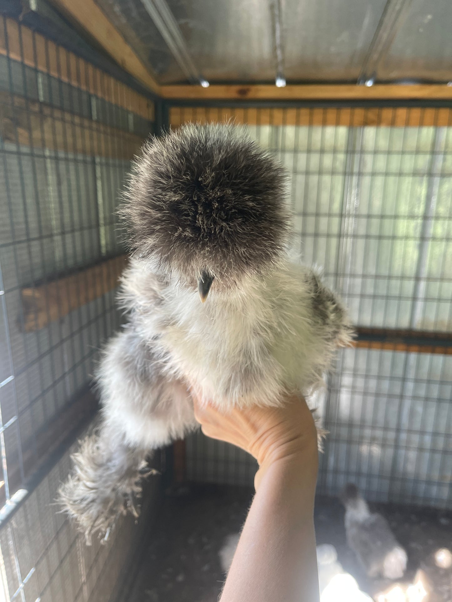 Silkie Hatching Eggs Hens Choice, Black, White, project 4 Satin/Frizzle NPIP & AI