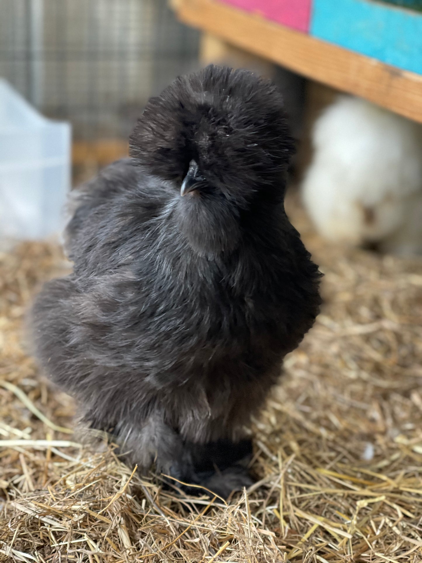 Silkie Hatching Eggs BLACK/PAINT, frizzle possible NPIP & AI