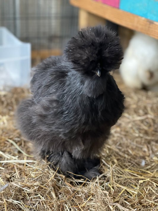 Silkie Hatching Eggs BLACK/PAINT, frizzle possible NPIP & AI