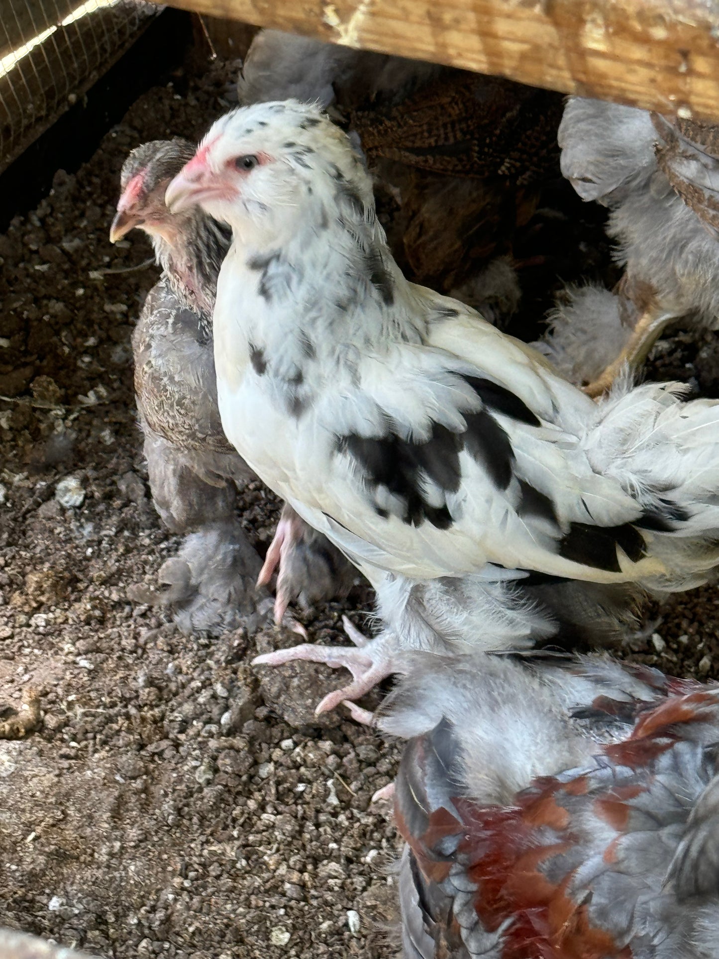 Ermine Ameraucana Hatching Eggs