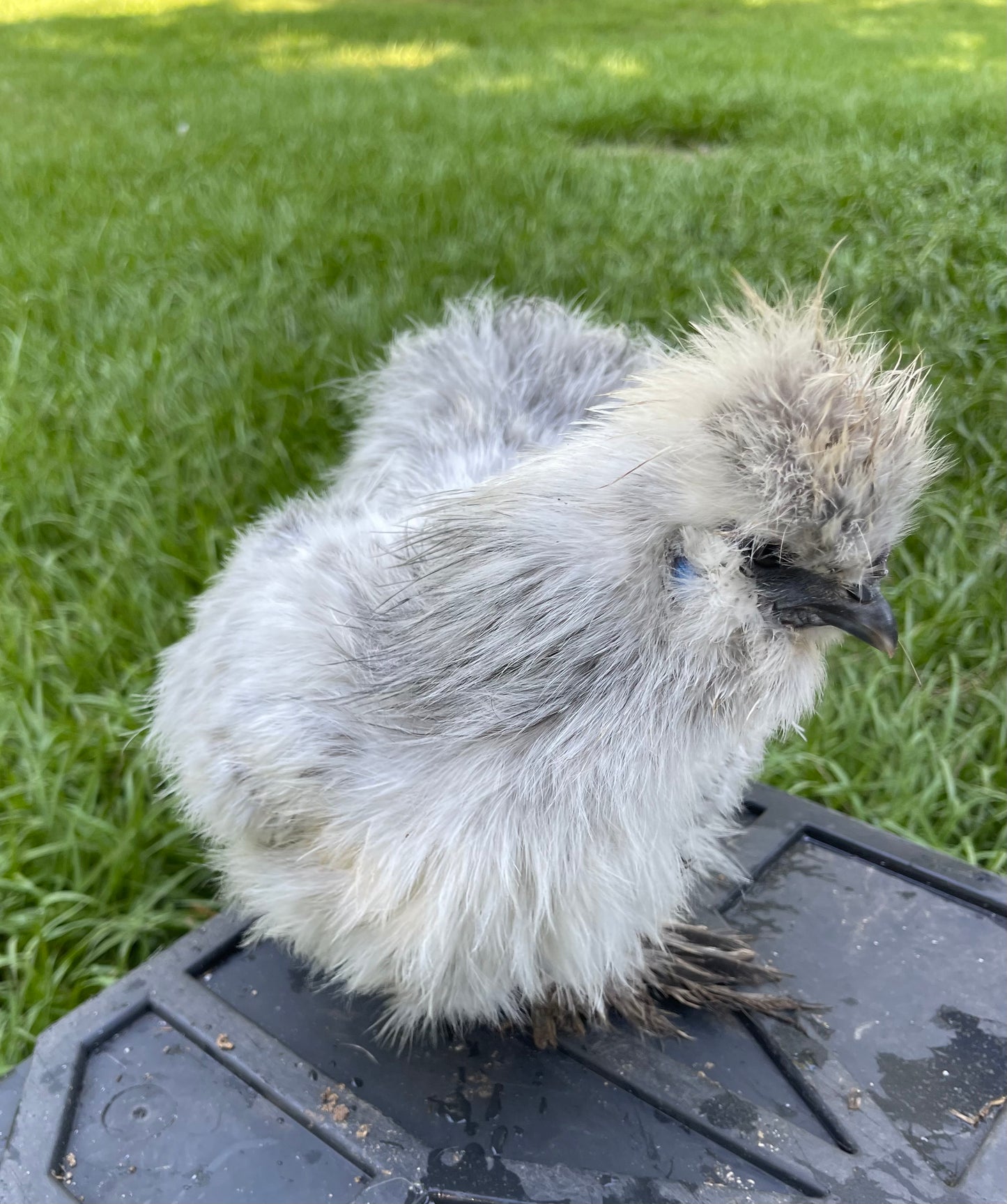 Silkie Hatching Eggs Hens Choice, Black, White, project 4 Satin/Frizzle NPIP & AI