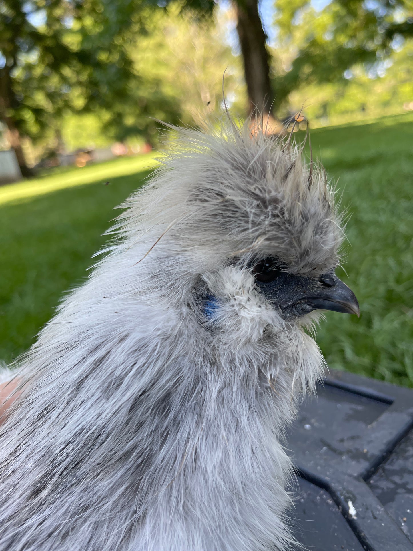 Silkie Hatching Eggs Hens Choice, Black, White, project 4 Satin/Frizzle NPIP & AI