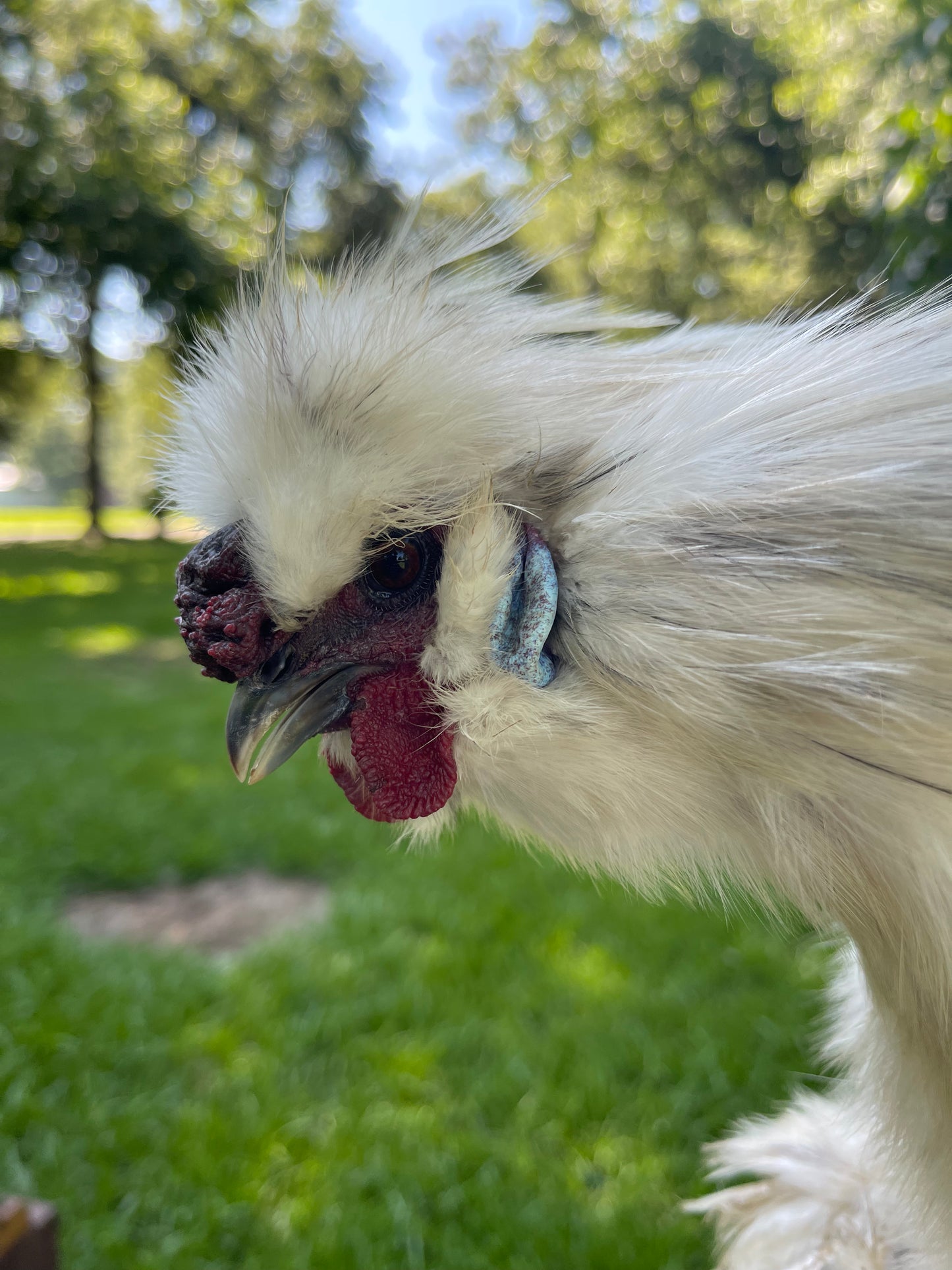 Silkie Hatching Eggs Hens Choice, Black, White, project 4 Satin/Frizzle NPIP & AI