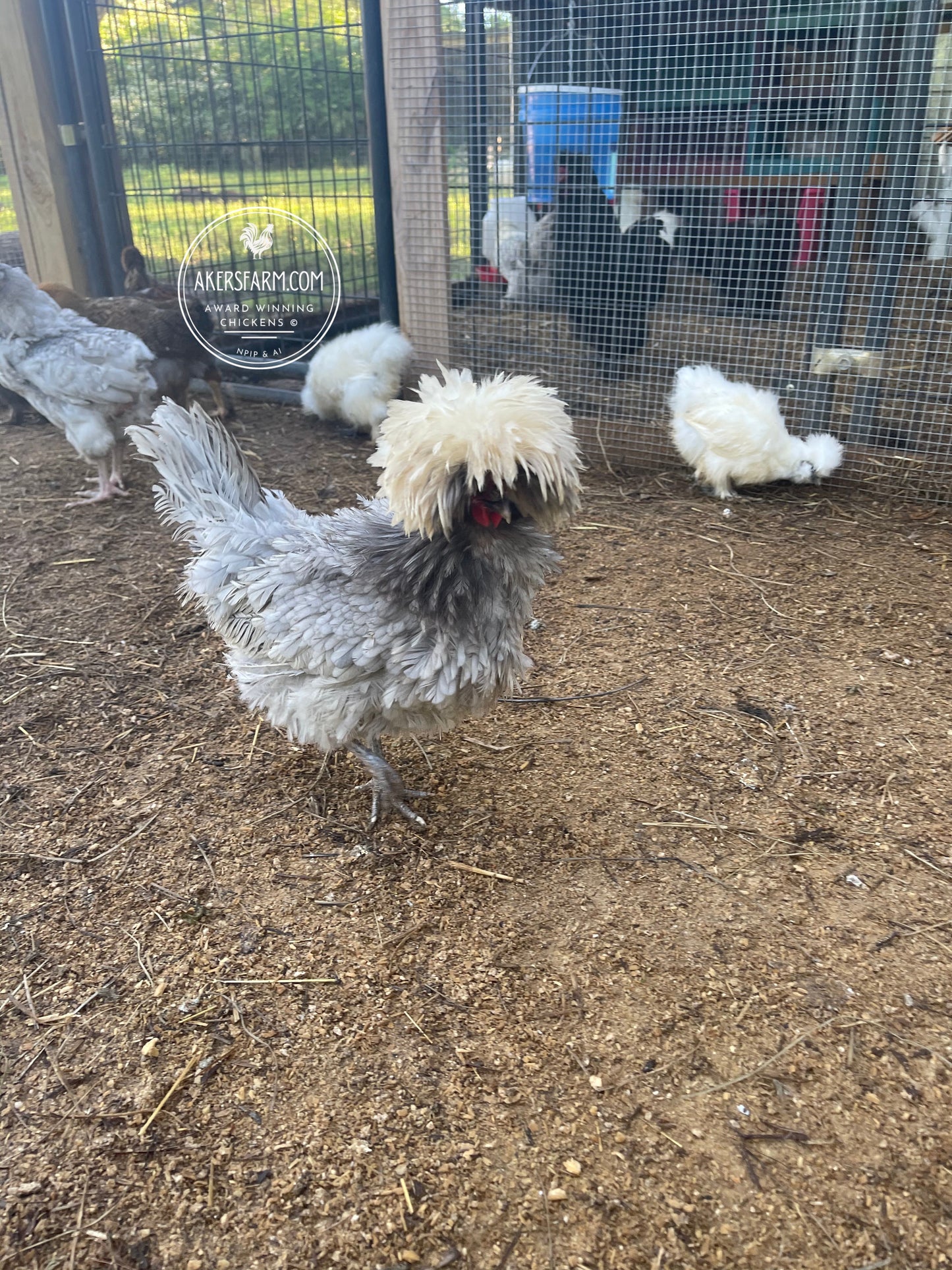 Blue Bantam Polish Hatching Eggs