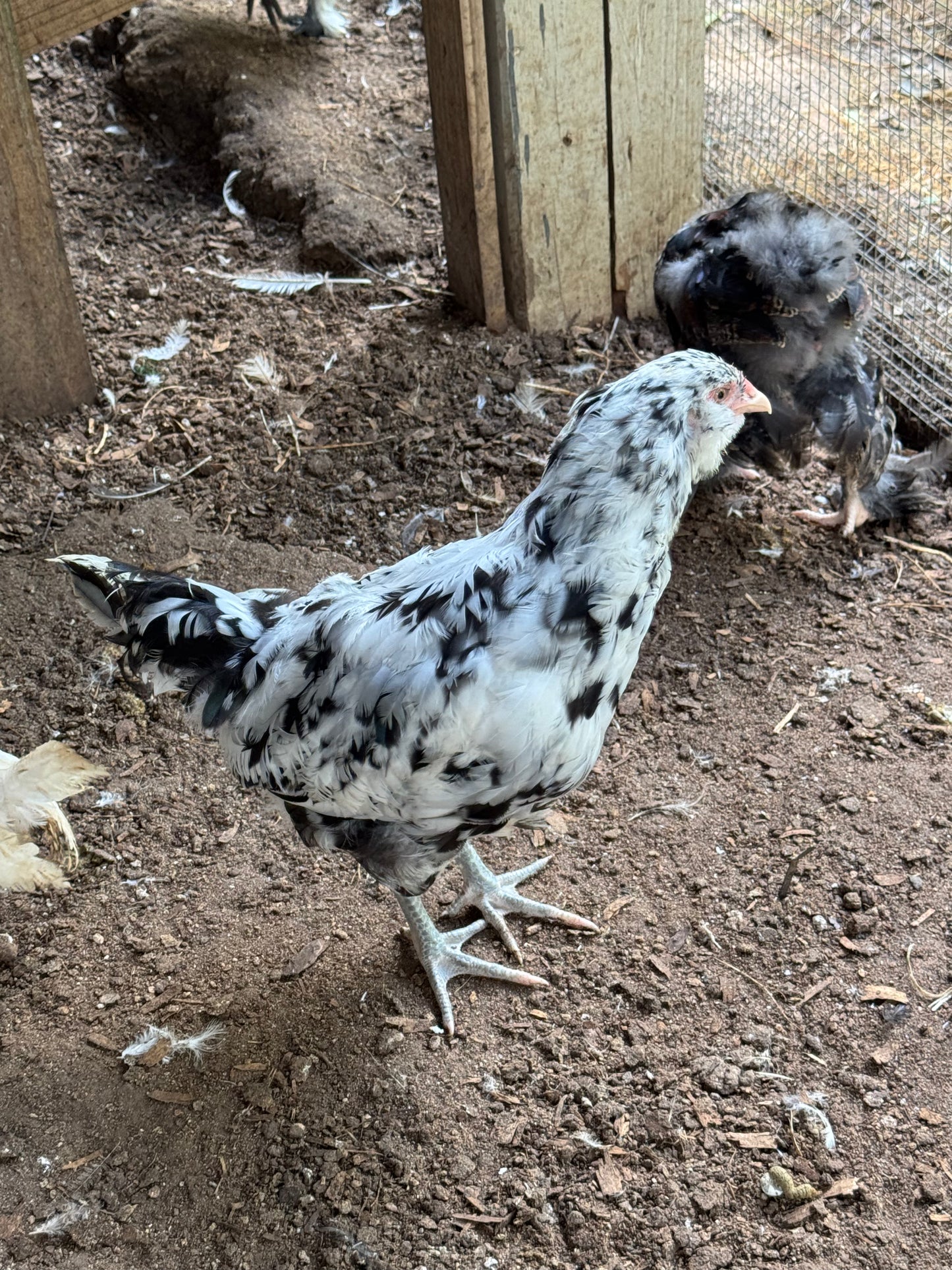 Ermine Ameraucana Hatching Eggs