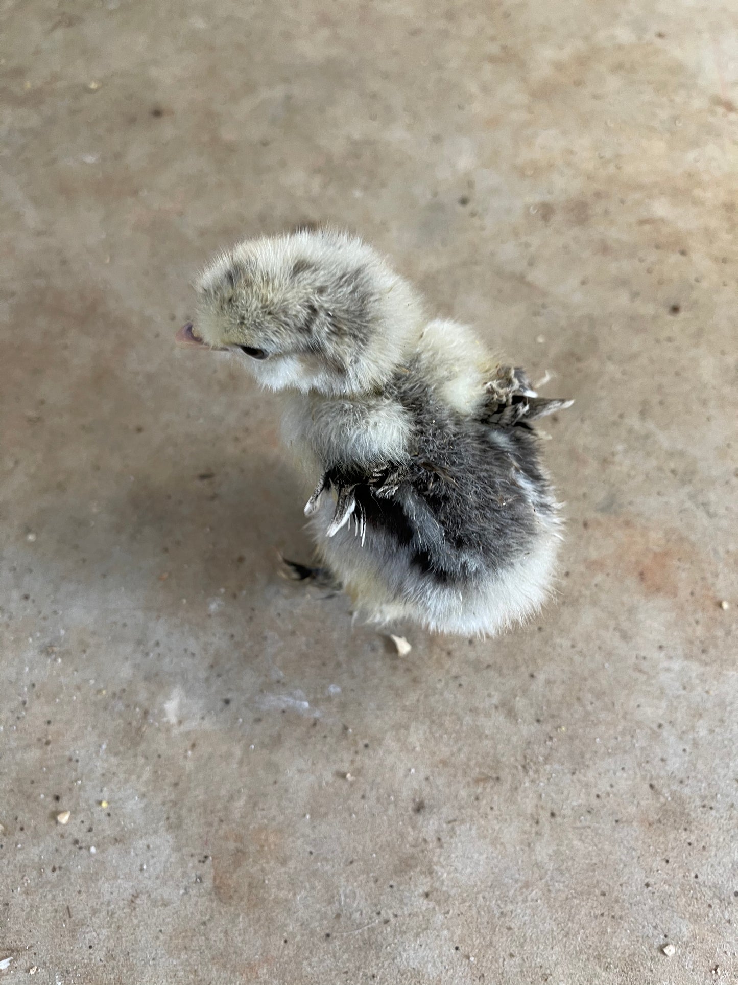 Silkie Hatching Eggs Hens Choice, Black, White, project 4 Satin/Frizzle NPIP & AI