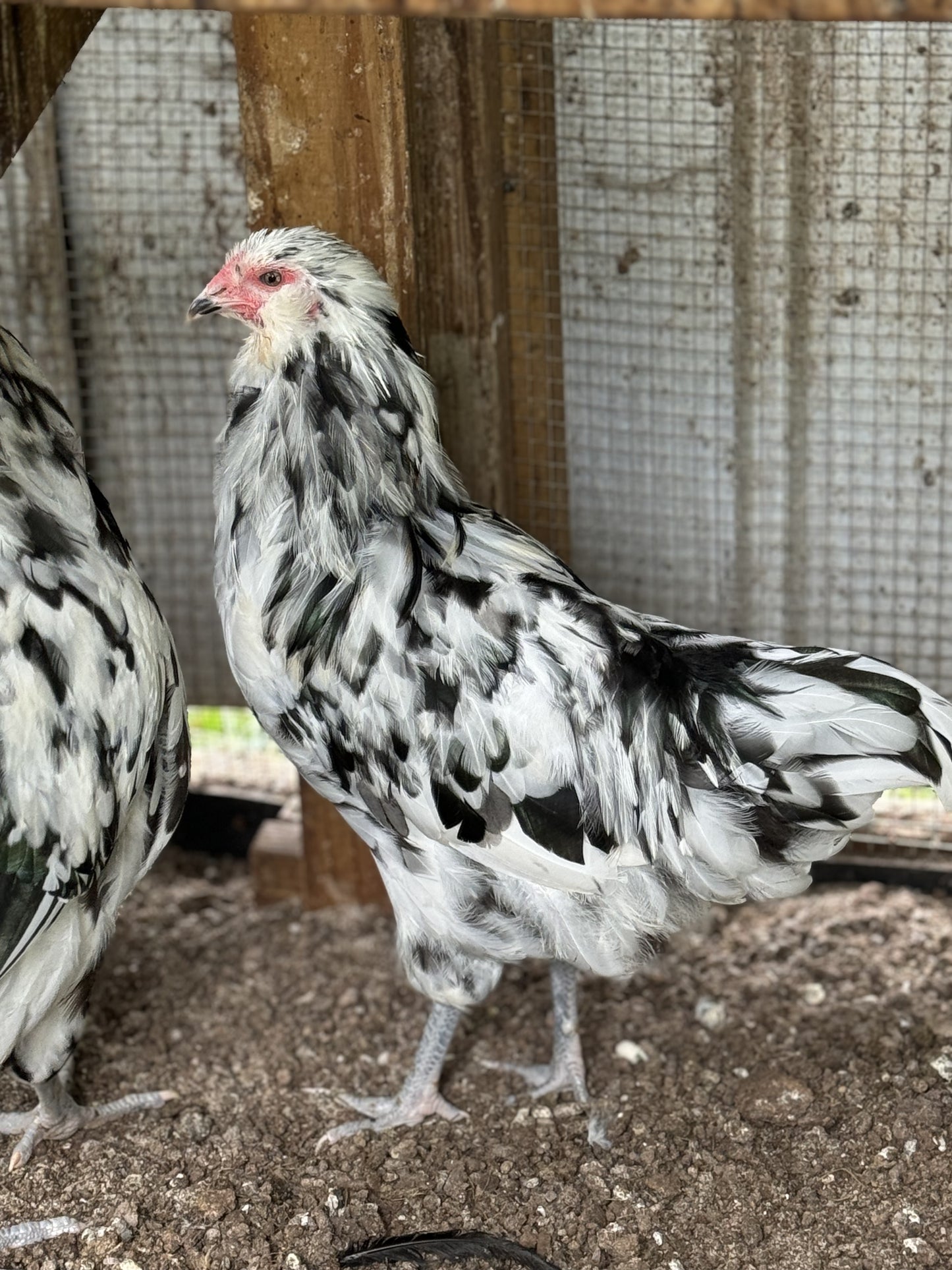 Ermine Ameraucana Hatching Eggs