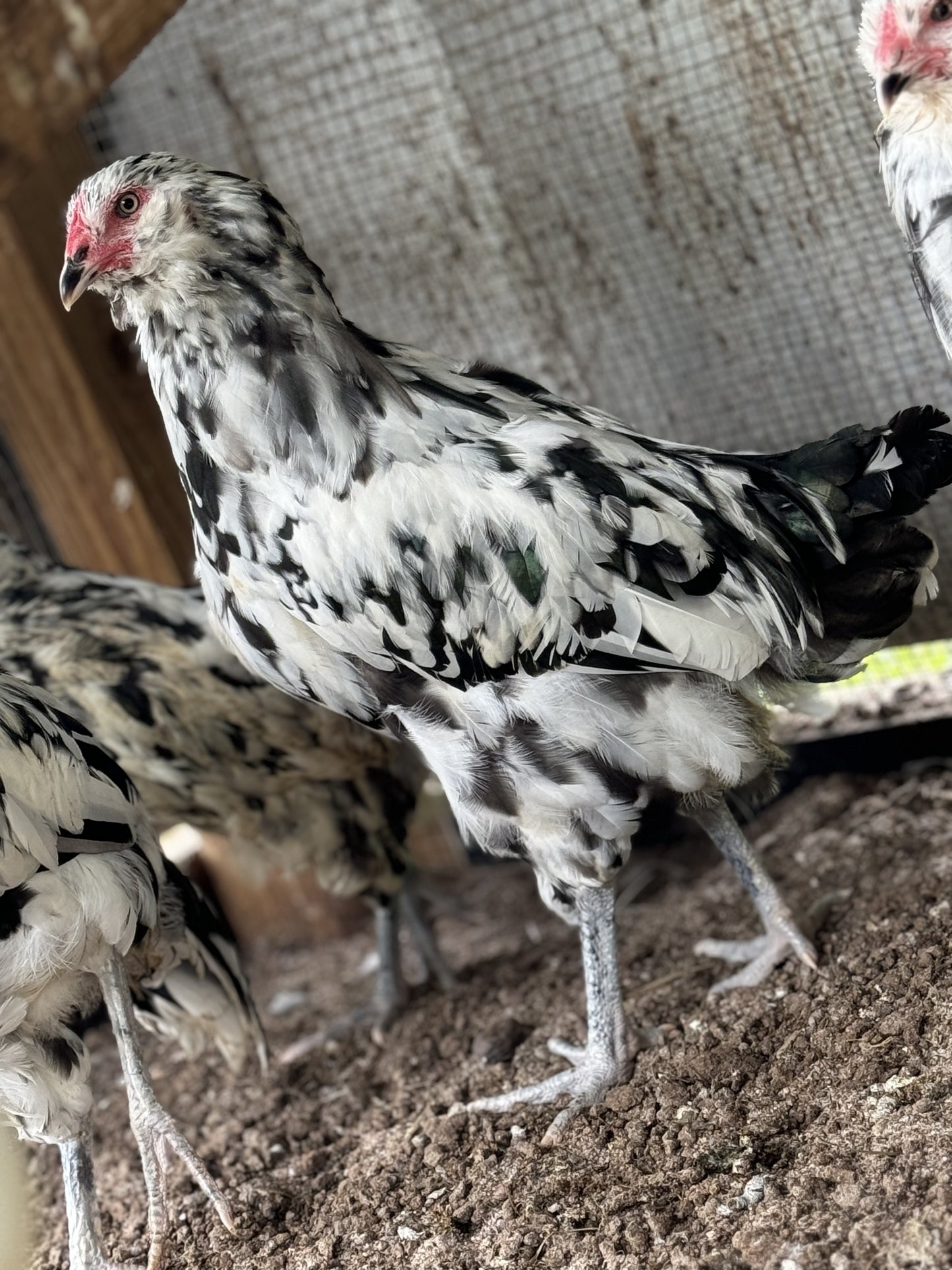 Ermine Ameraucana Hatching Eggs