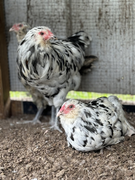 Ermine Ameraucana Hatching Eggs