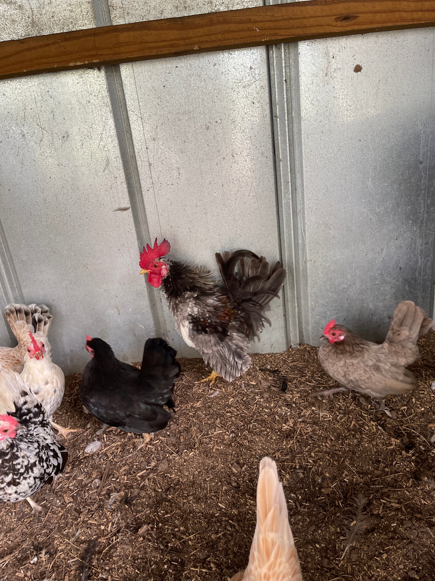 Malaysian Serama Micro A & B Hatching Eggs Hens Choice (includes 25% chance of Frizzle)