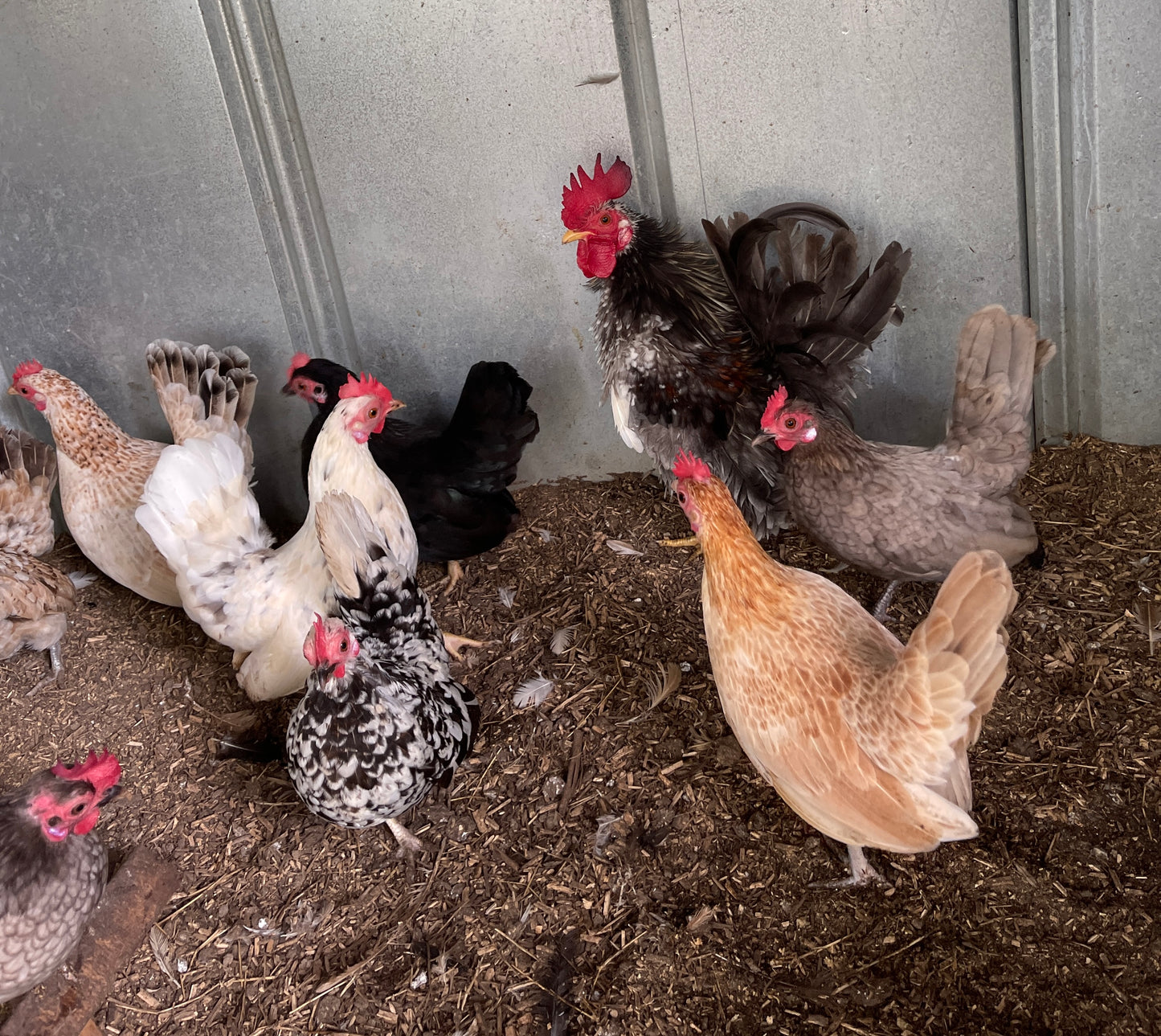 Malaysian Serama Micro A & B Hatching Eggs Hens Choice (includes 25% chance of Frizzle)