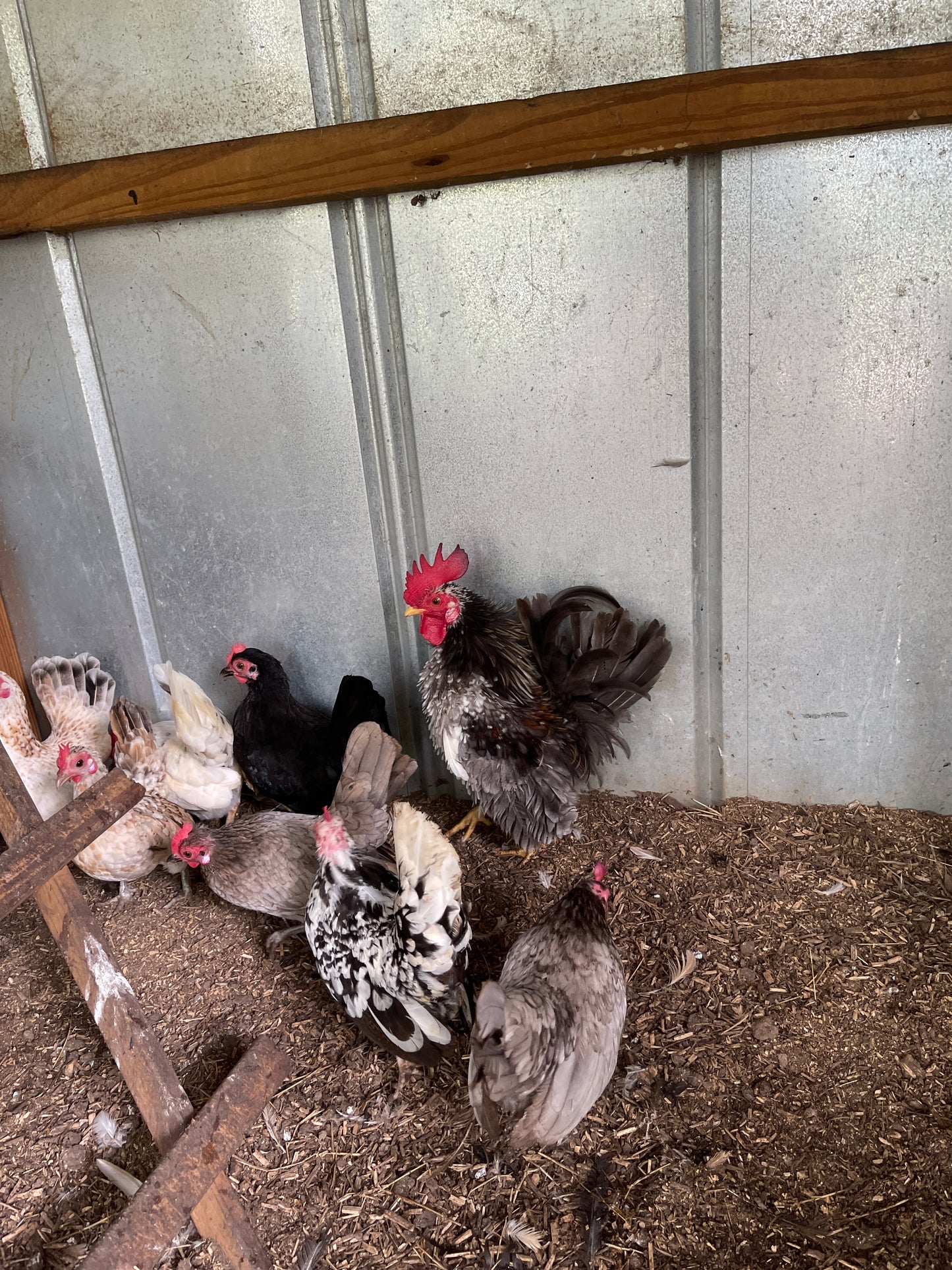 American Seramas Micro Hatching Eggs Hens Choice (includes 25% chance of Frizzle)