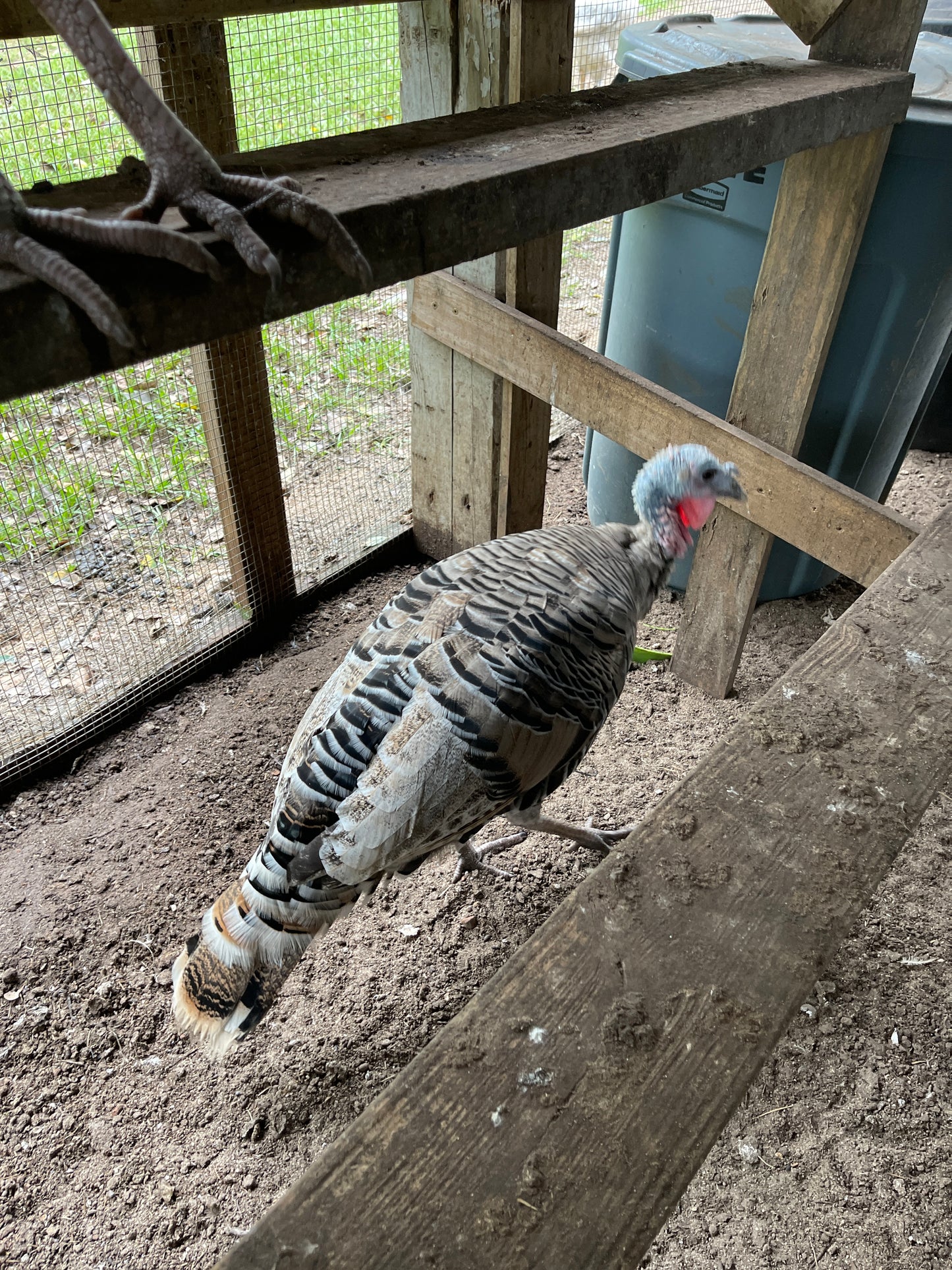 Royal Palm Heritage Turkey Hatching Eggs (with chance of recessive slate) NPIP AI