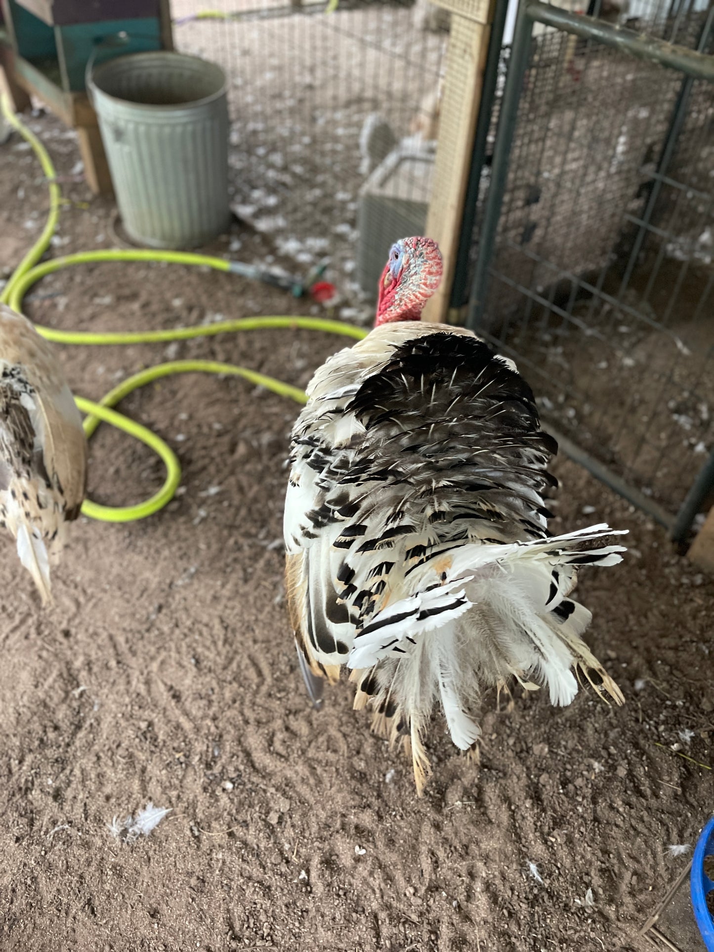 Royal Palm Heritage Turkey Hatching Eggs (with chance of recessive slate) NPIP AI