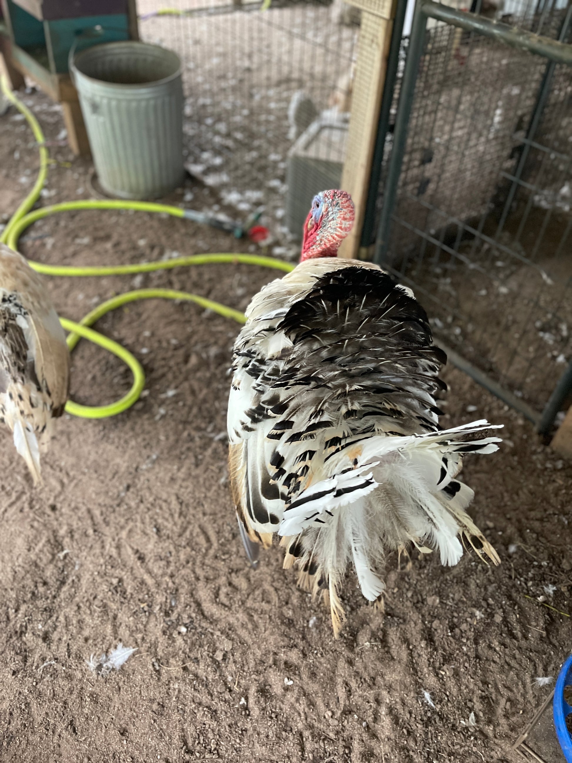 Royal Palm Heritage Turkey Hatching Eggs (with chance of recessive sla –  Akers Farm