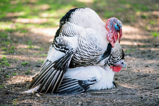 Royal Palm Heritage Turkey Hatching Eggs (with chance of recessive slate) NPIP AI