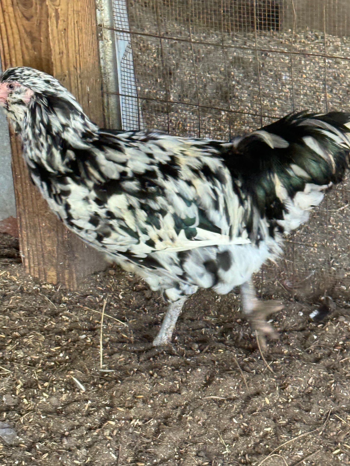 Ermine Ameraucana Hatching Eggs