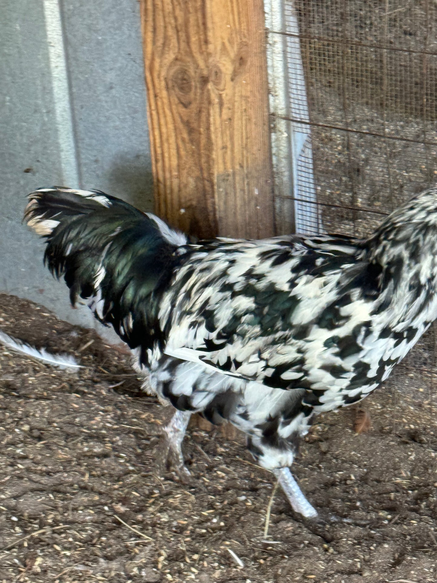 Ermine Ameraucana Hatching Eggs