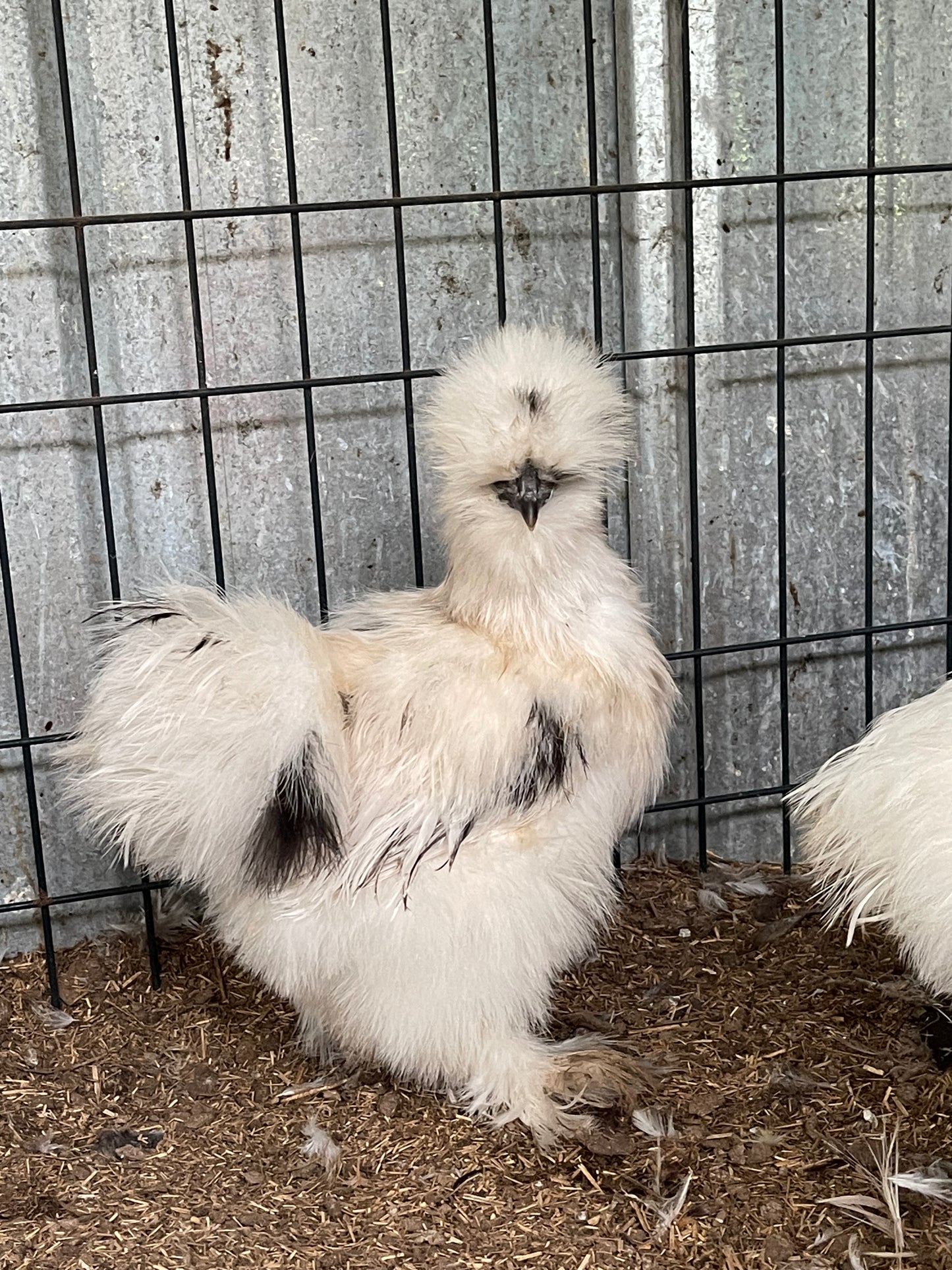 Silkie Hatching Eggs BLACK/PAINT, frizzle possible NPIP & AI