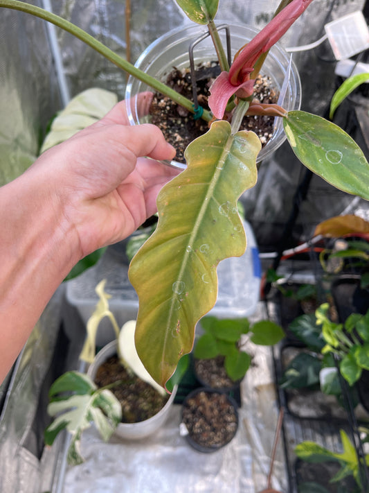 Caramel Marble Philodendron